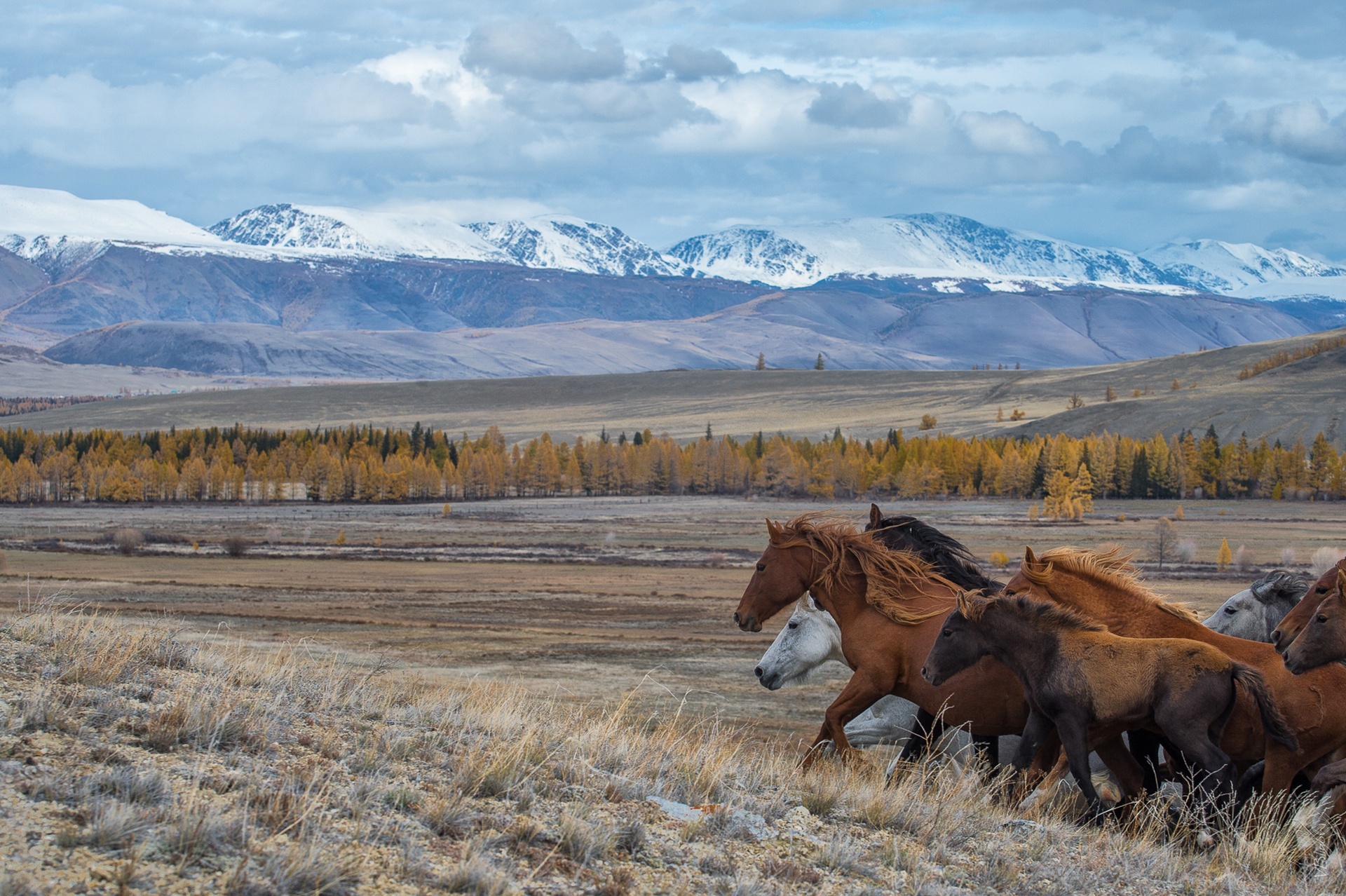 Altai Mountains, Nature landscape, Animals, Horse, 1920x1280 HD Desktop