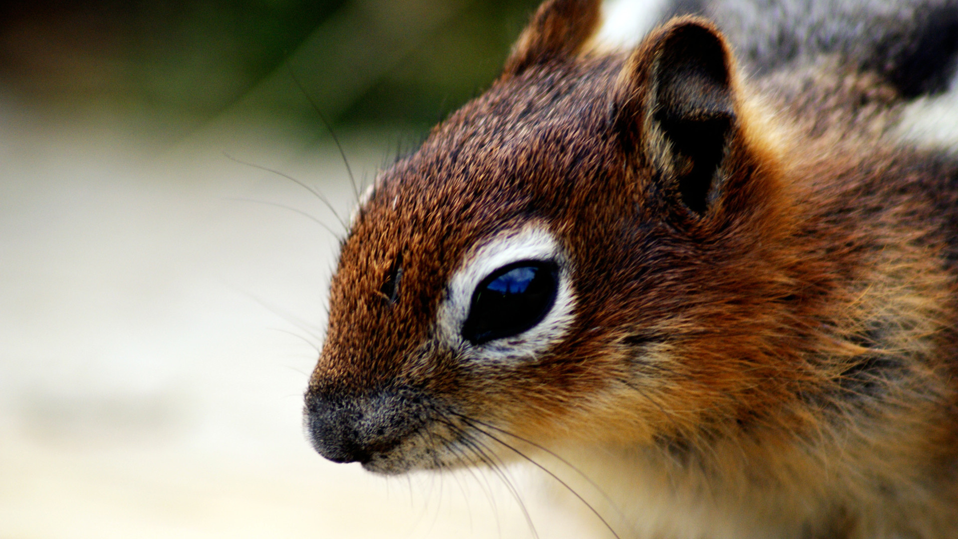 Chipmunk: The Palmer’s species, (Neotamias palmeri) is the only one species that is endangered. 1920x1080 Full HD Background.