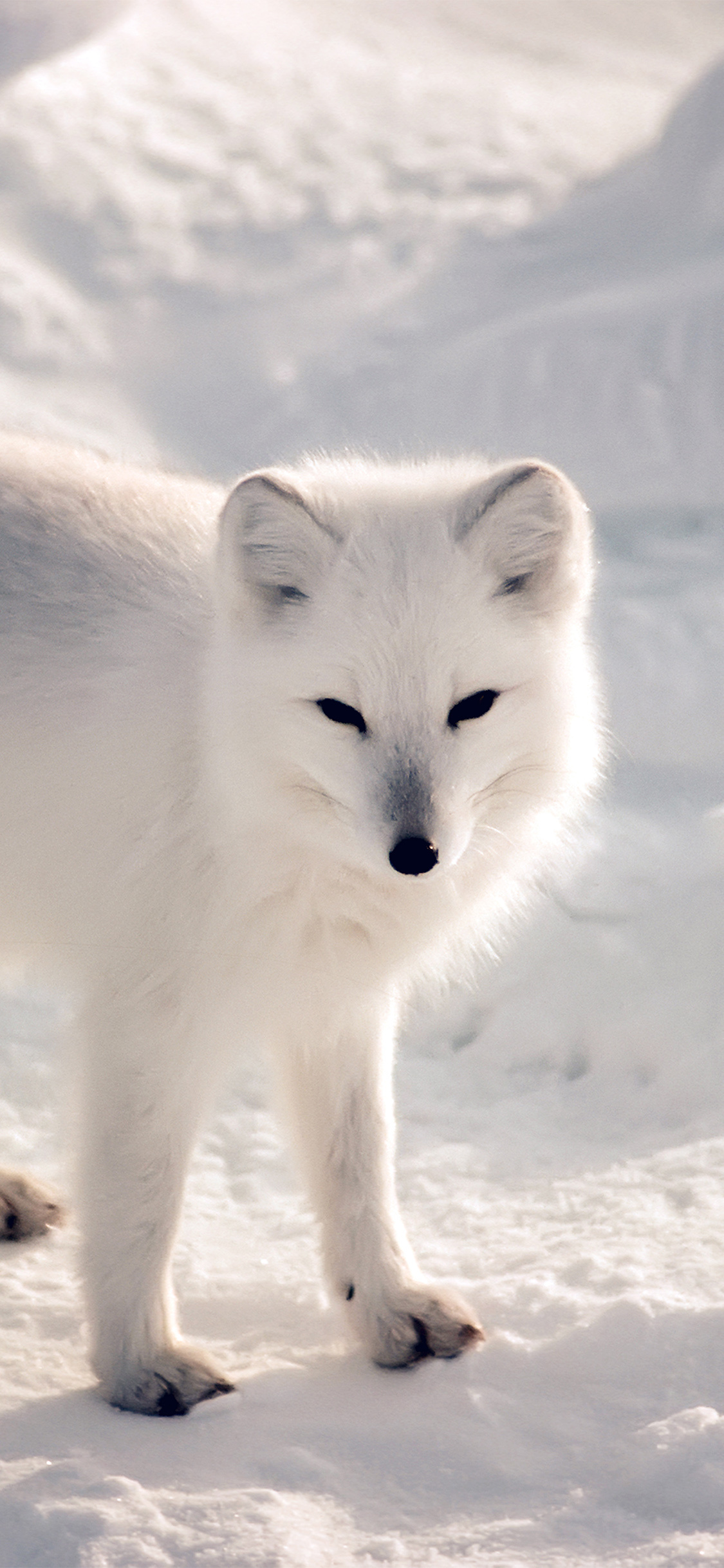Cute arctic fox, Adorable wallpapers, Playful nature, Arctic charm, 1130x2440 HD Phone