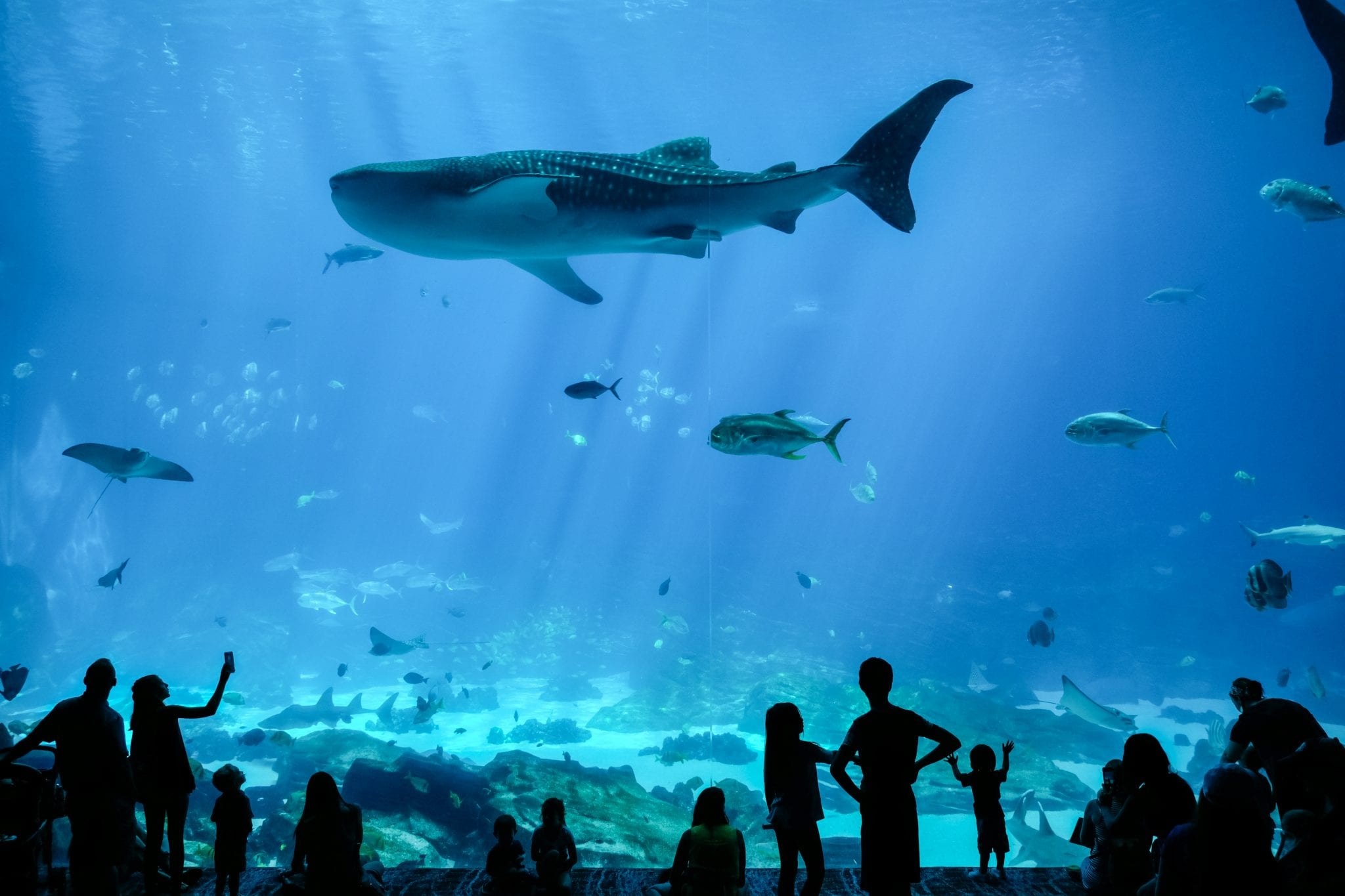 Aquarium, Top things to do, Georgia Aquarium, Atlanta attractions, Captivating aquatic experience, 2050x1370 HD Desktop