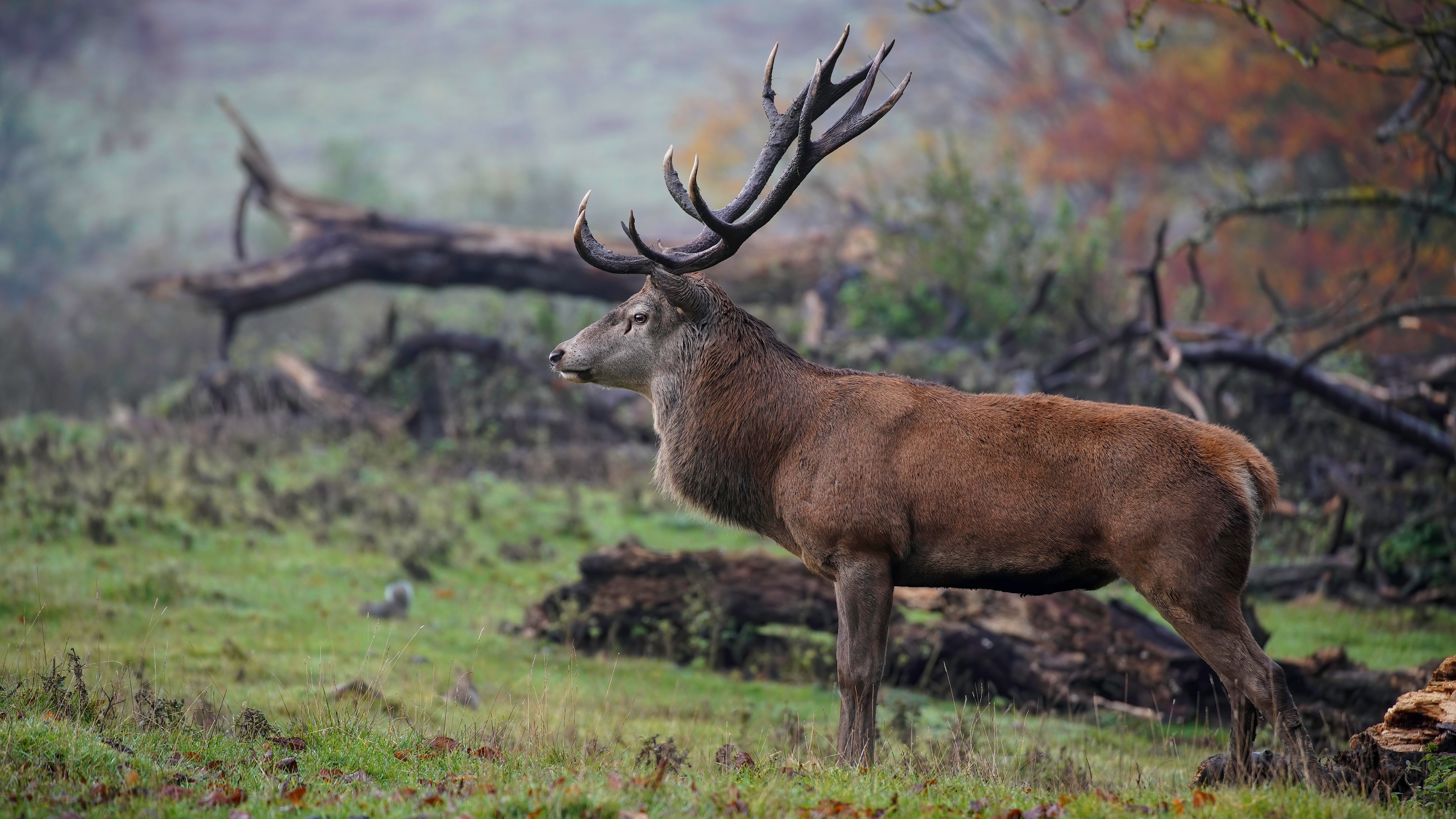 Ultra HD deer, Breathtaking landscape, Stunning 4k, Nature's beauty, 3840x2160 4K Desktop