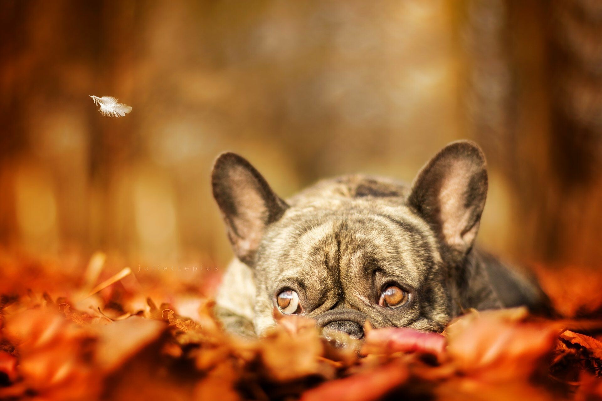 French Bulldog: Animal, A mid-sized member of the non-sporting dog group. 1920x1280 HD Background.