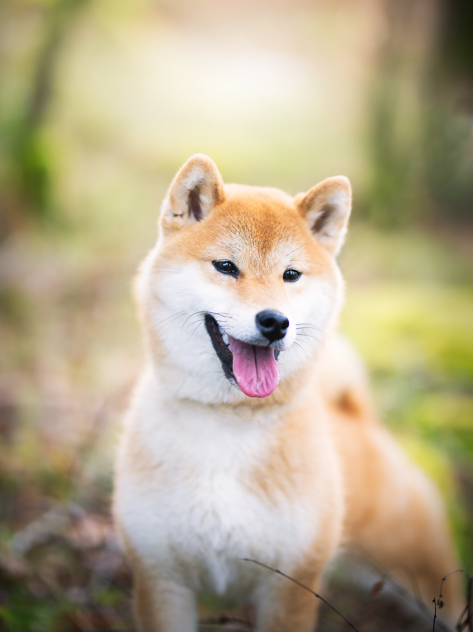 Shiba Inu: The breed can often be seen licking their paws and legs, much as cats do. 1540x2050 HD Wallpaper.