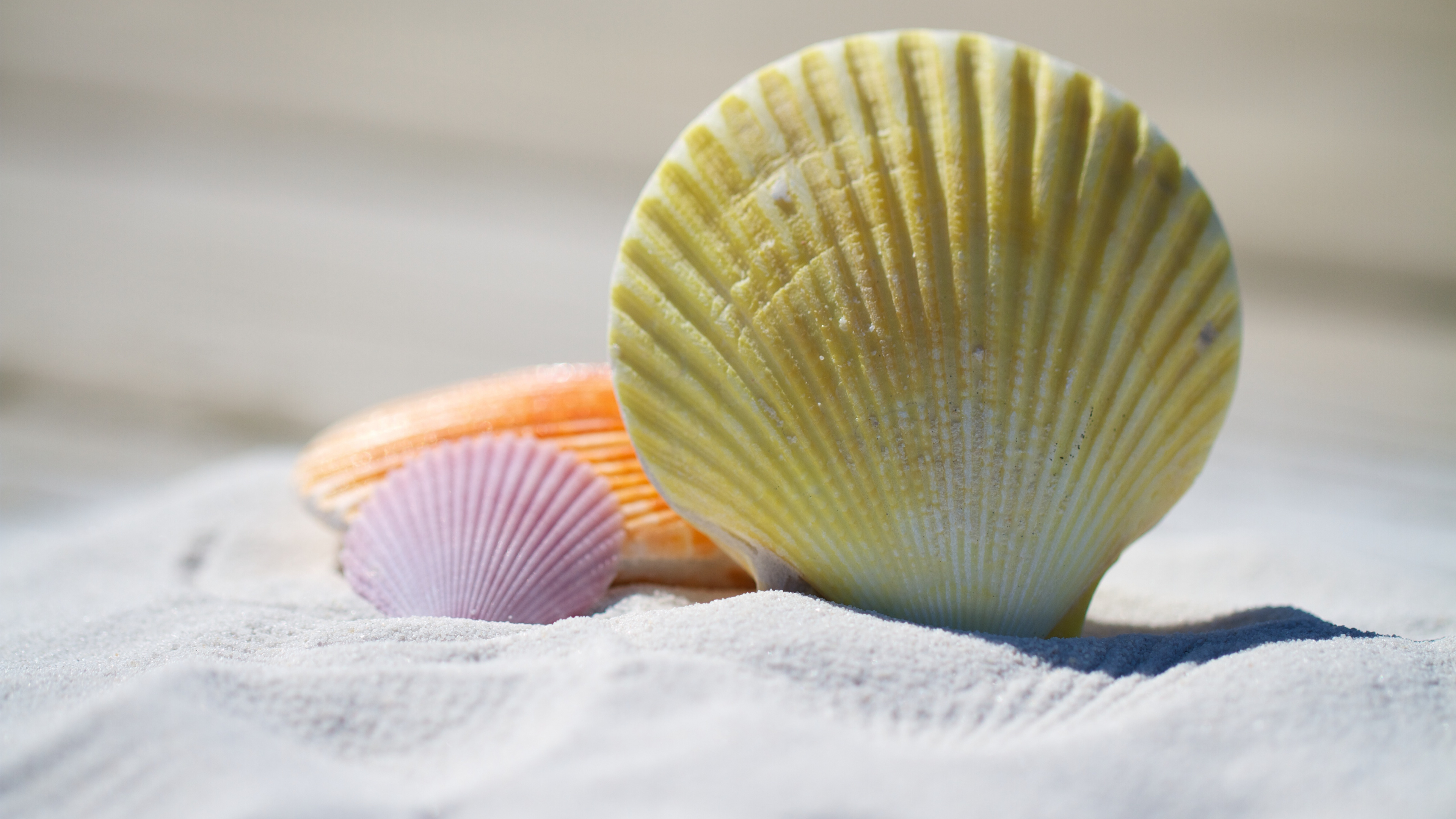 Sea Shell: Sand, Supports and protects the soft parts of an animal in the phylum Mollusca. 3840x2160 4K Background.