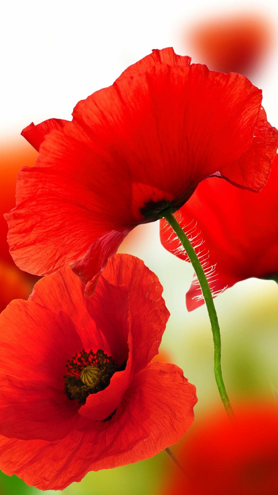 Poppy Flower: A plant with an ancient cultivation history, Papaveraceae. 1080x1920 Full HD Wallpaper.