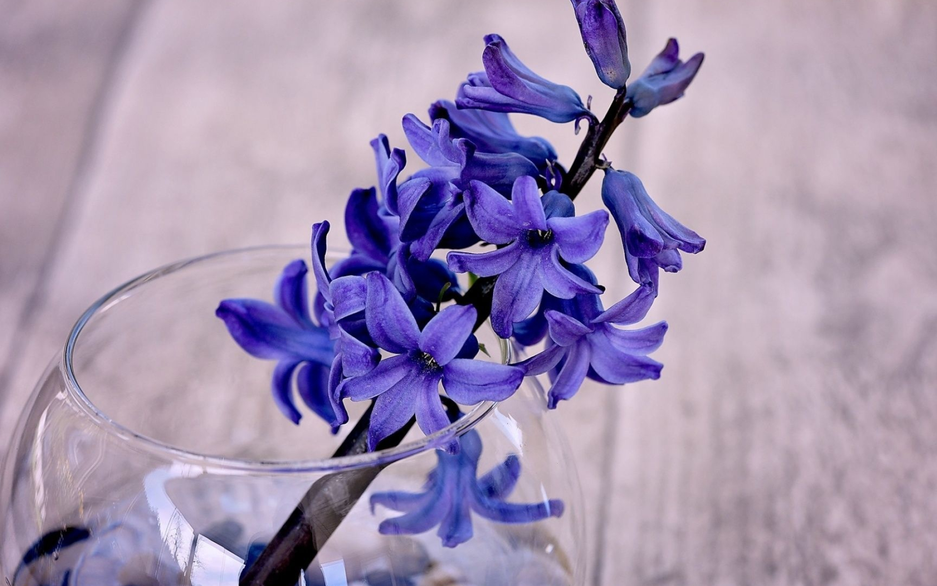 Hyacinth, Nature's beauty, Top free hyacinth backgrounds, Wallpapers, 1920x1200 HD Desktop