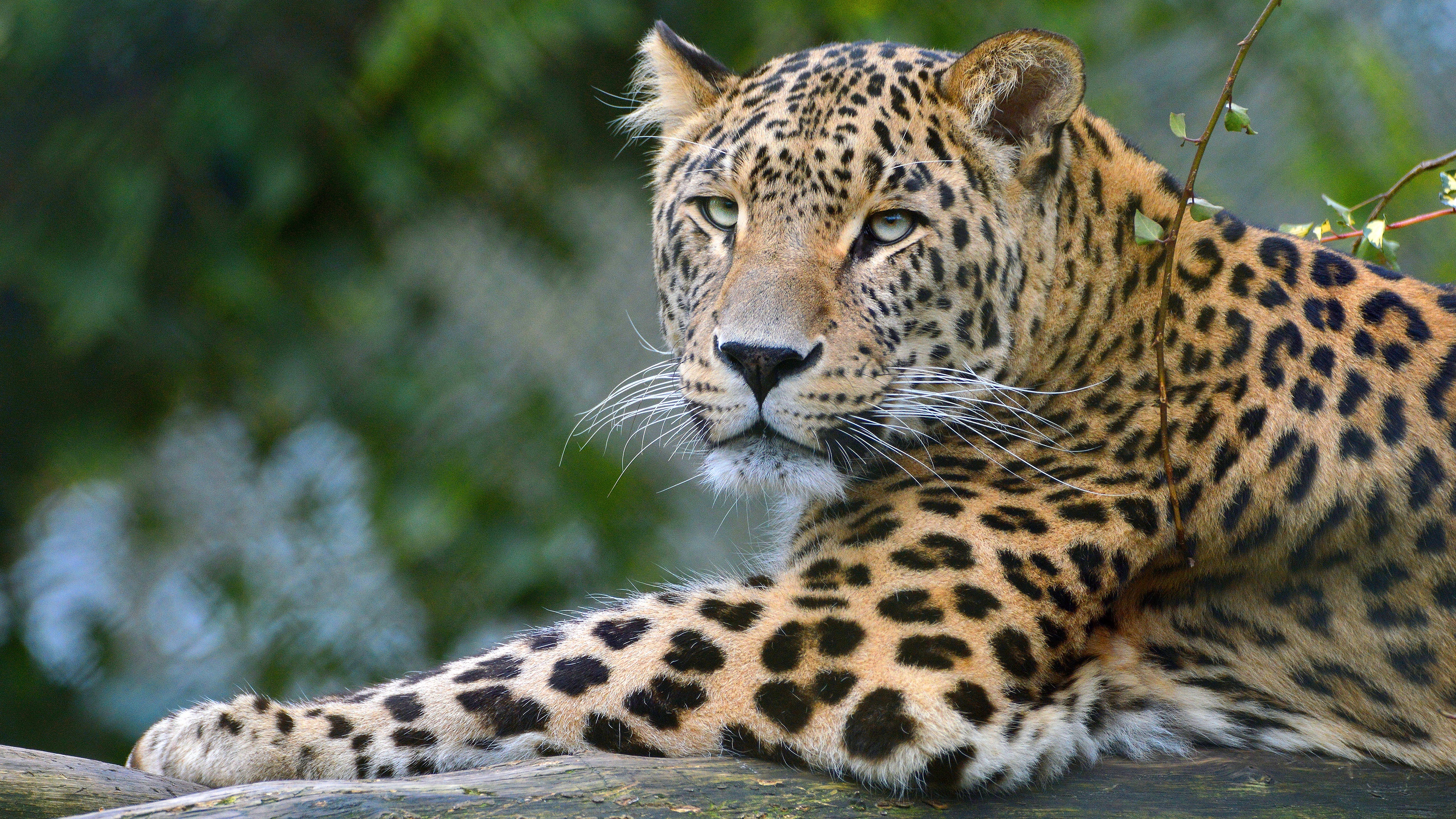 Leopard, 4K ultra wallpaper, Animal, 3840x2160 4K Desktop