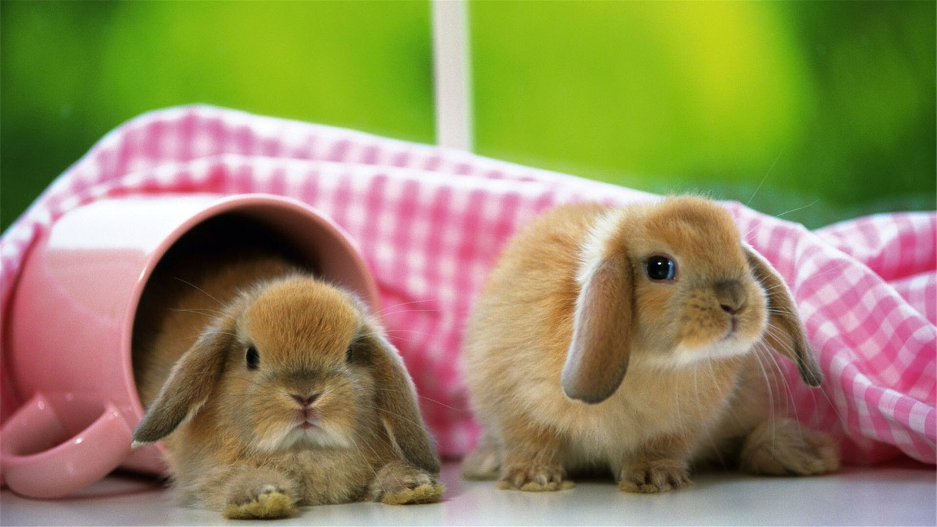 Rabbit: Furry mammals, Have close relation to animals such as pikas and hares. 1920x1080 Full HD Wallpaper.