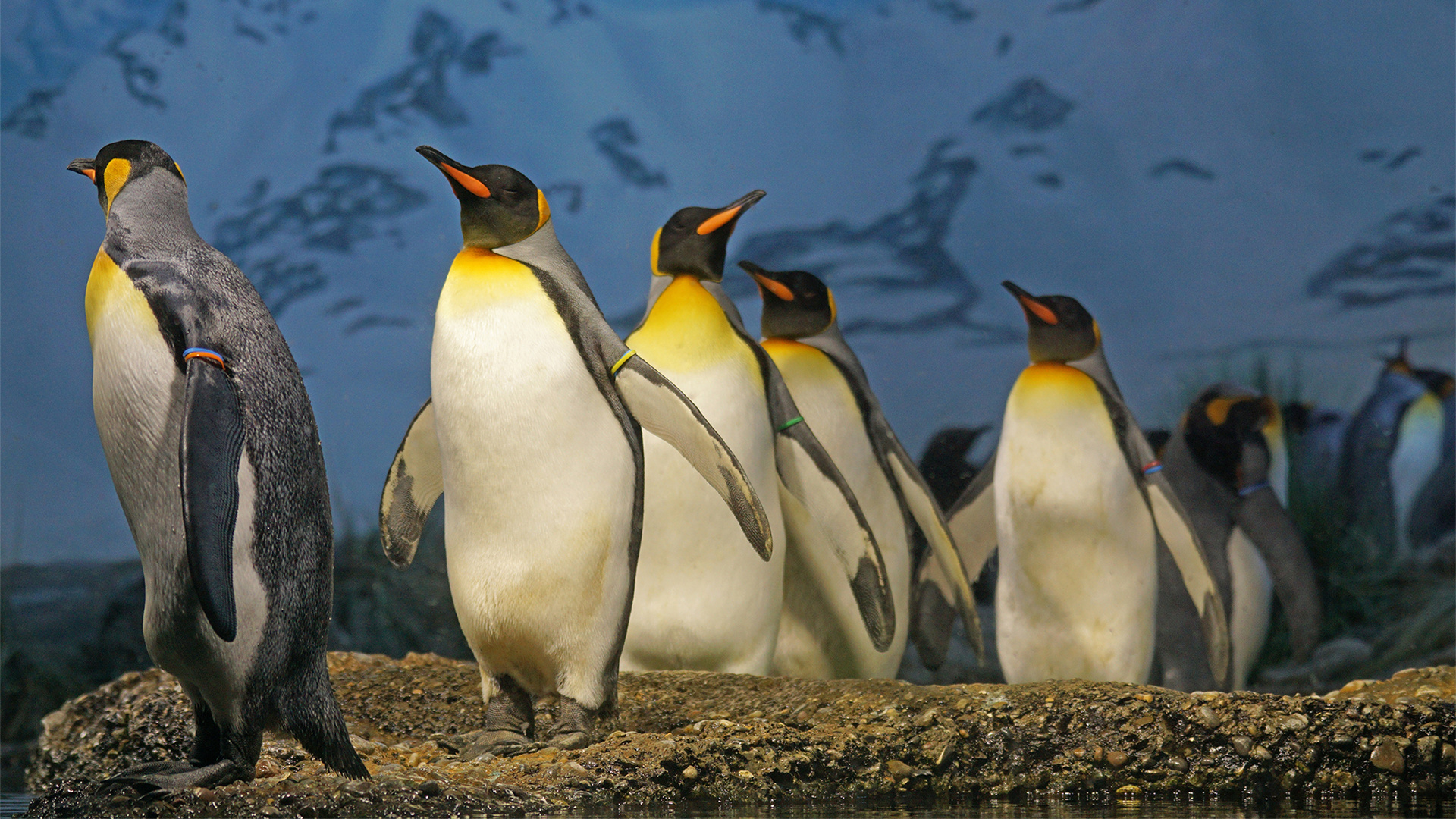 Penguin, Fascinating creatures, Waddling charm, Nature's marvel, 1920x1080 Full HD Desktop