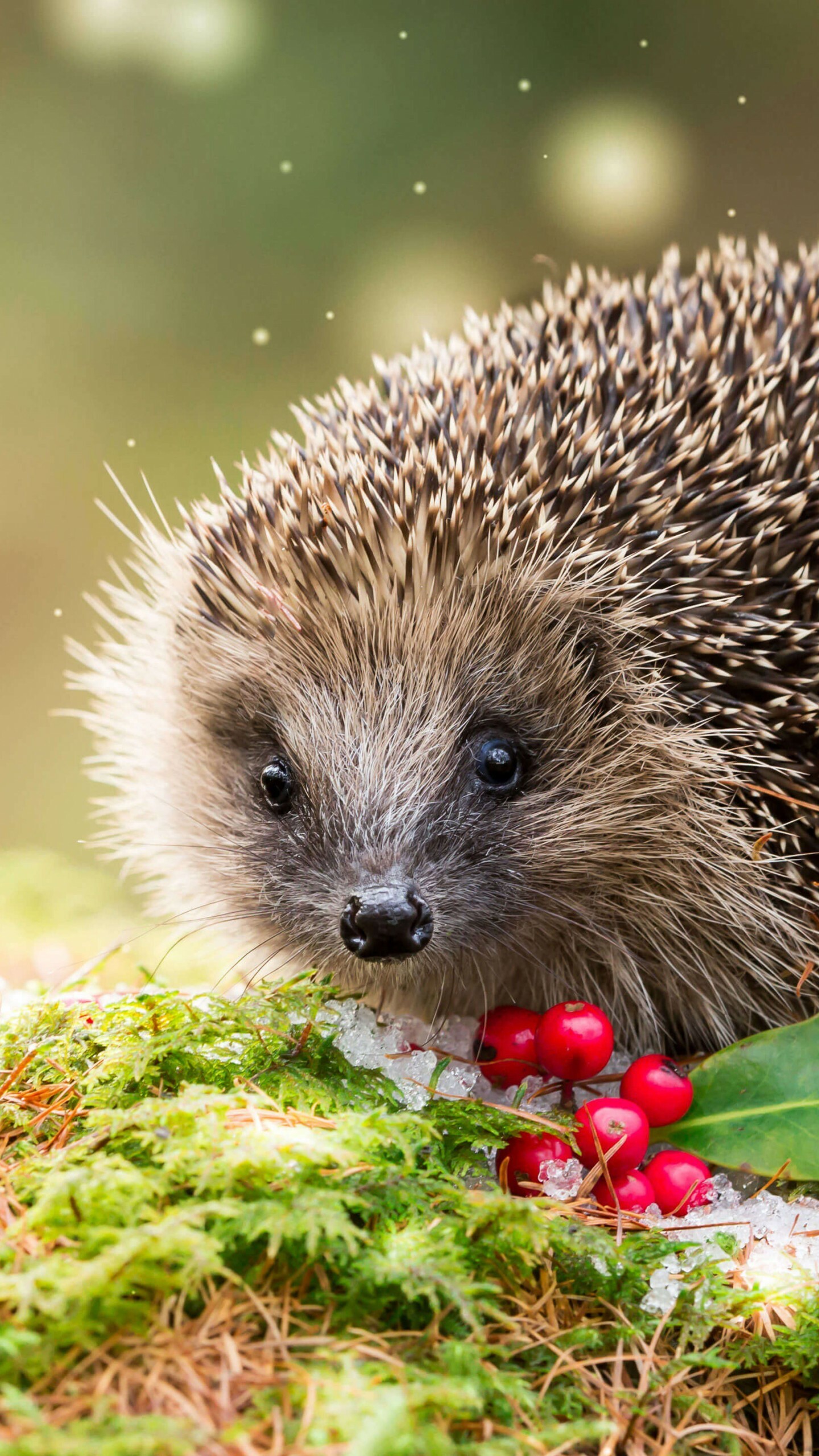 Hedgehog: Covers its quills with foamy saliva after exposure to a strong, unpleasant smell or taste. 1440x2560 HD Wallpaper.