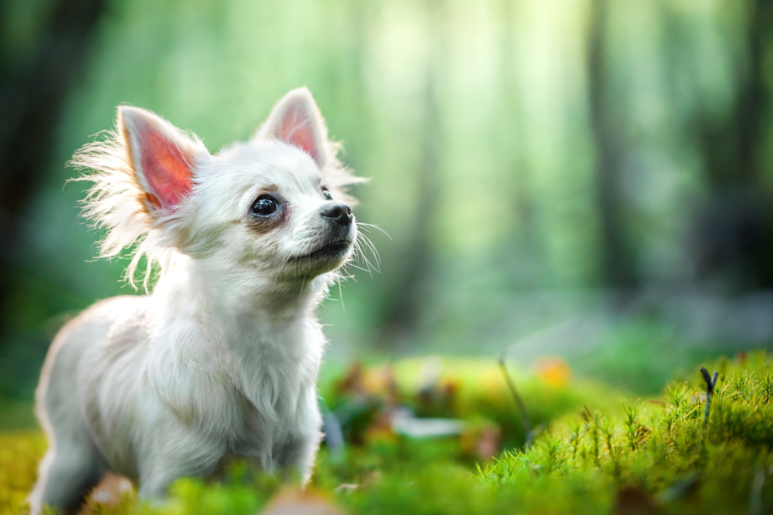 Chihuahua wallpaper, Beautiful dog, Lovable pet, Cute and tiny, 2560x1710 HD Desktop