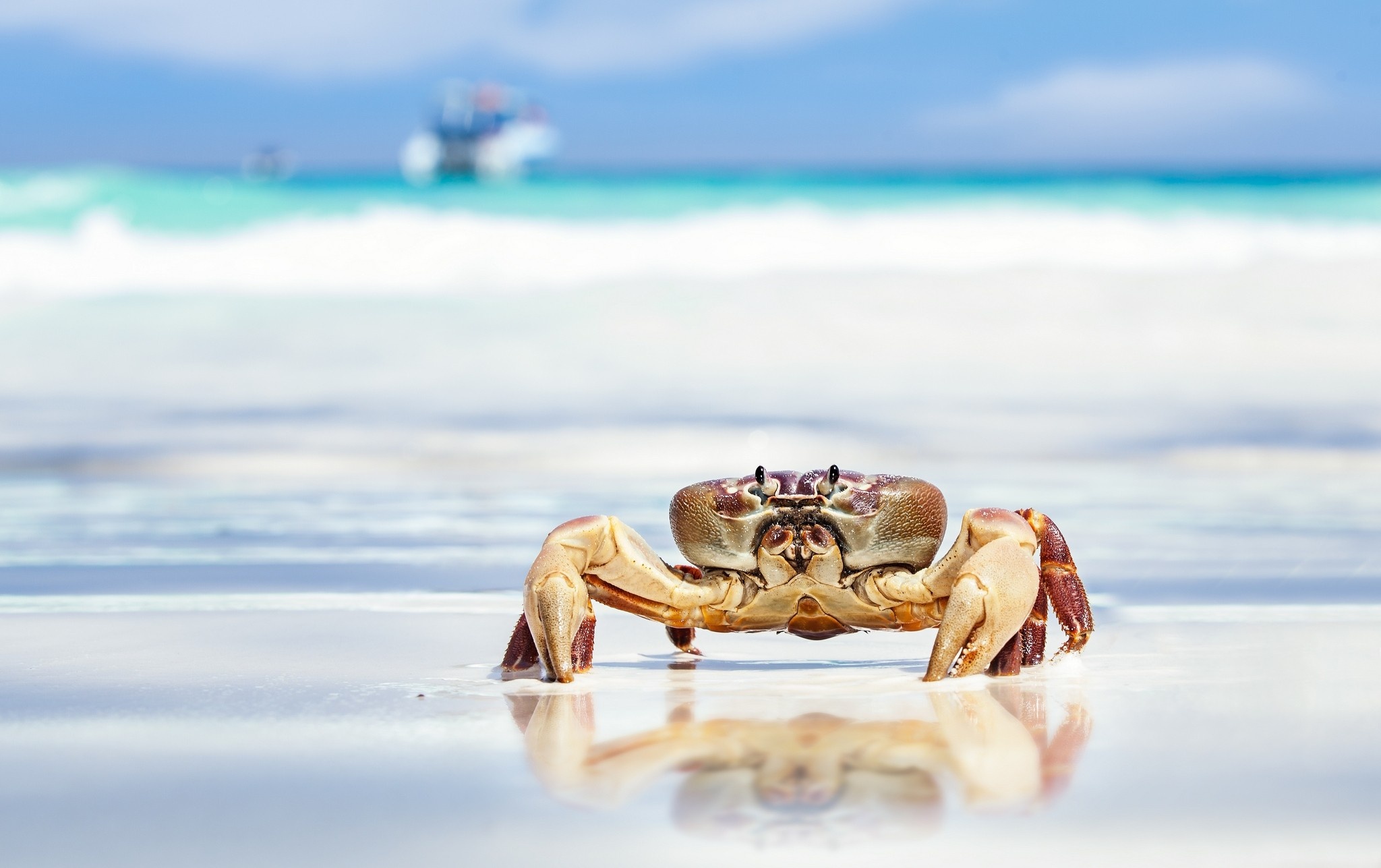 Crab: Sea animals, Some species can naturally autotomise limbs. 2050x1290 HD Wallpaper.