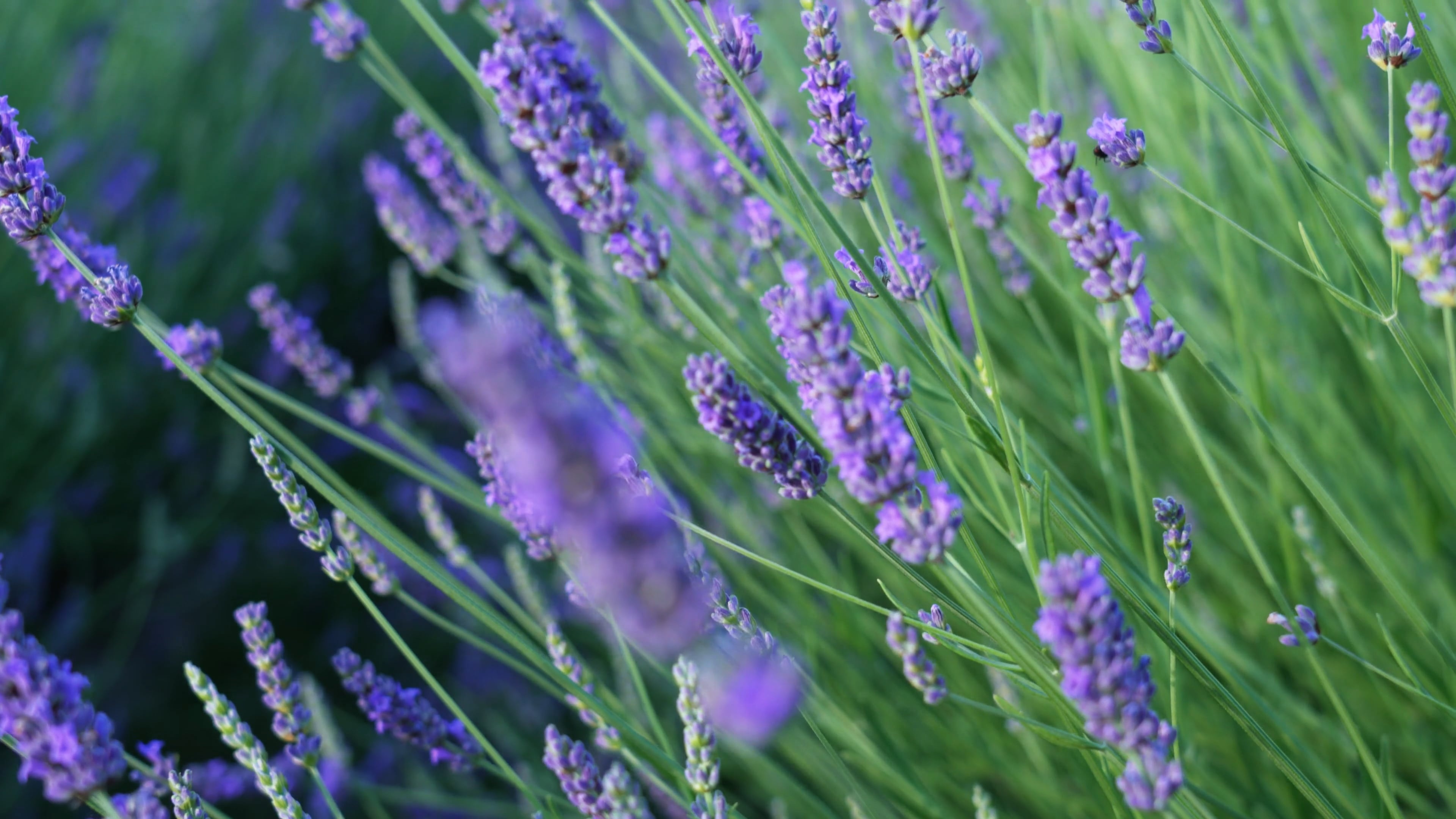 Close-up of lavender, Floral elegance, Nature's details, Captivating beauty, 3840x2160 4K Desktop