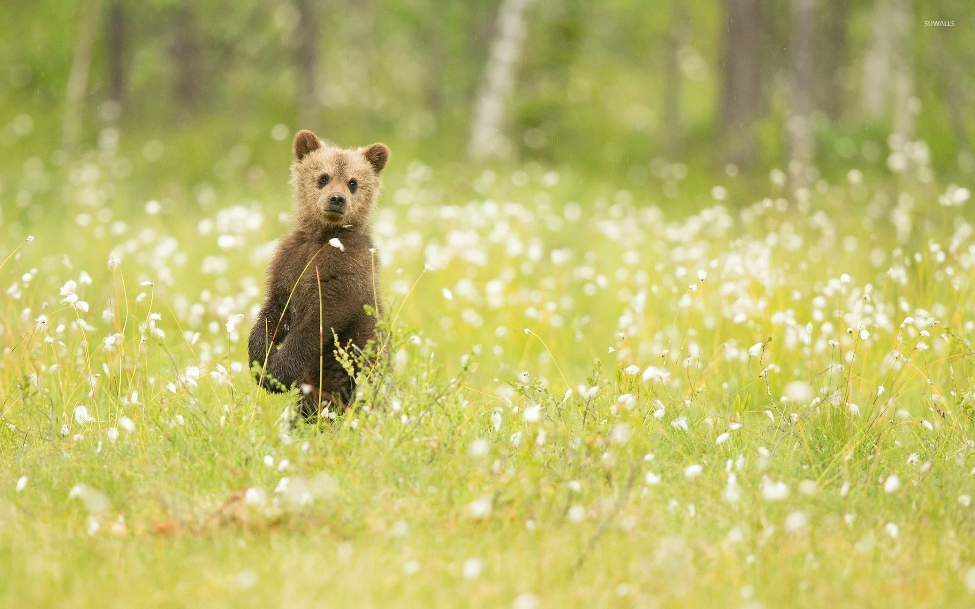 Playful bear cubs, Nature's innocence, Cute wildlife, Captivating expressions, 1920x1200 HD Desktop