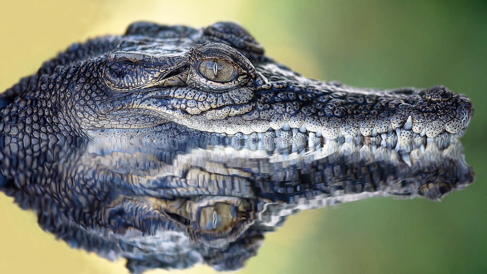 Crocodile: The largest living reptile, Males can grow up to a length of 6 m. 1920x1080 Full HD Wallpaper.