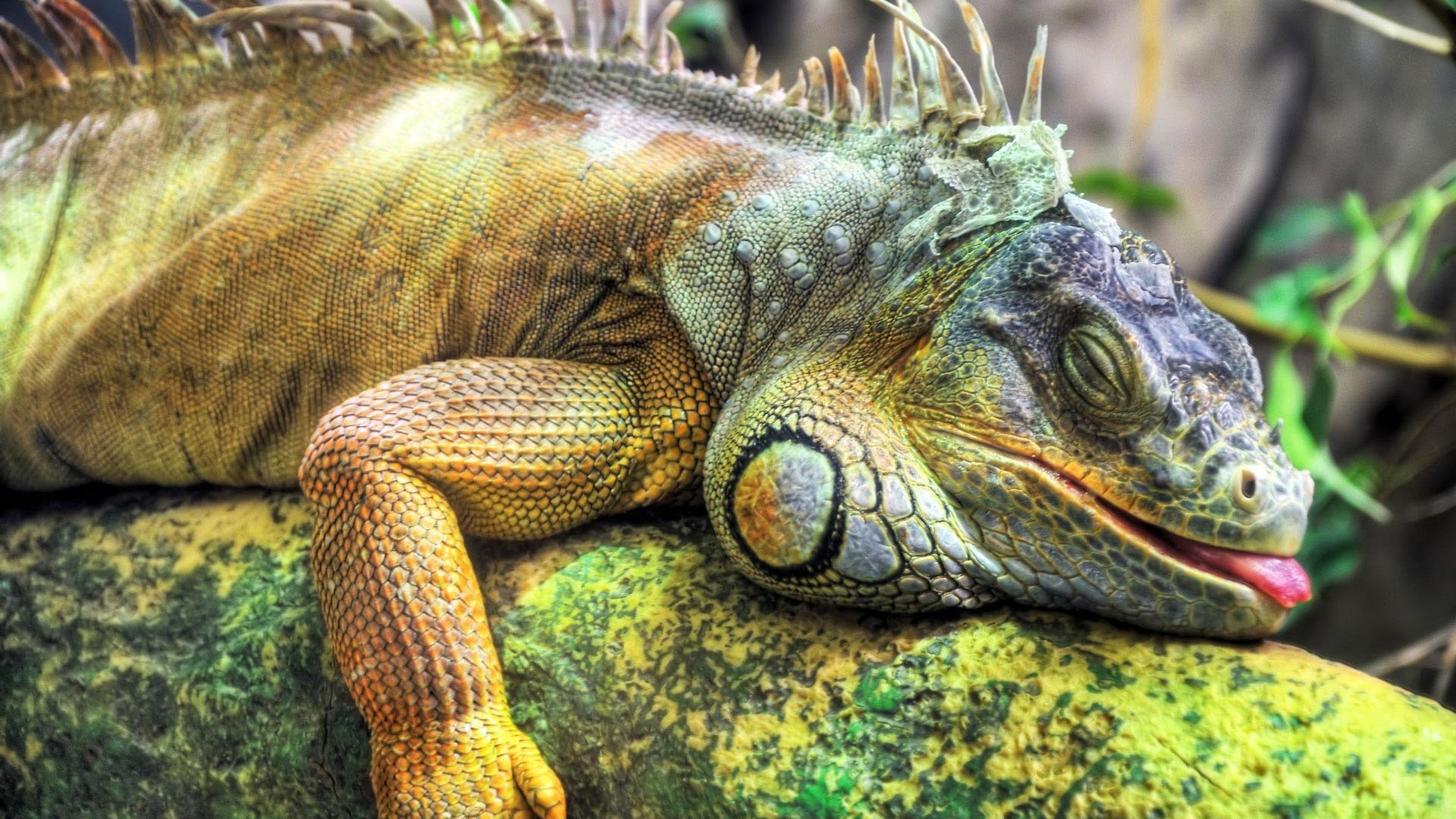 Sleepy lizard, Iguana species, Resting on wood, Relaxing scene, 3840x2160 4K Desktop