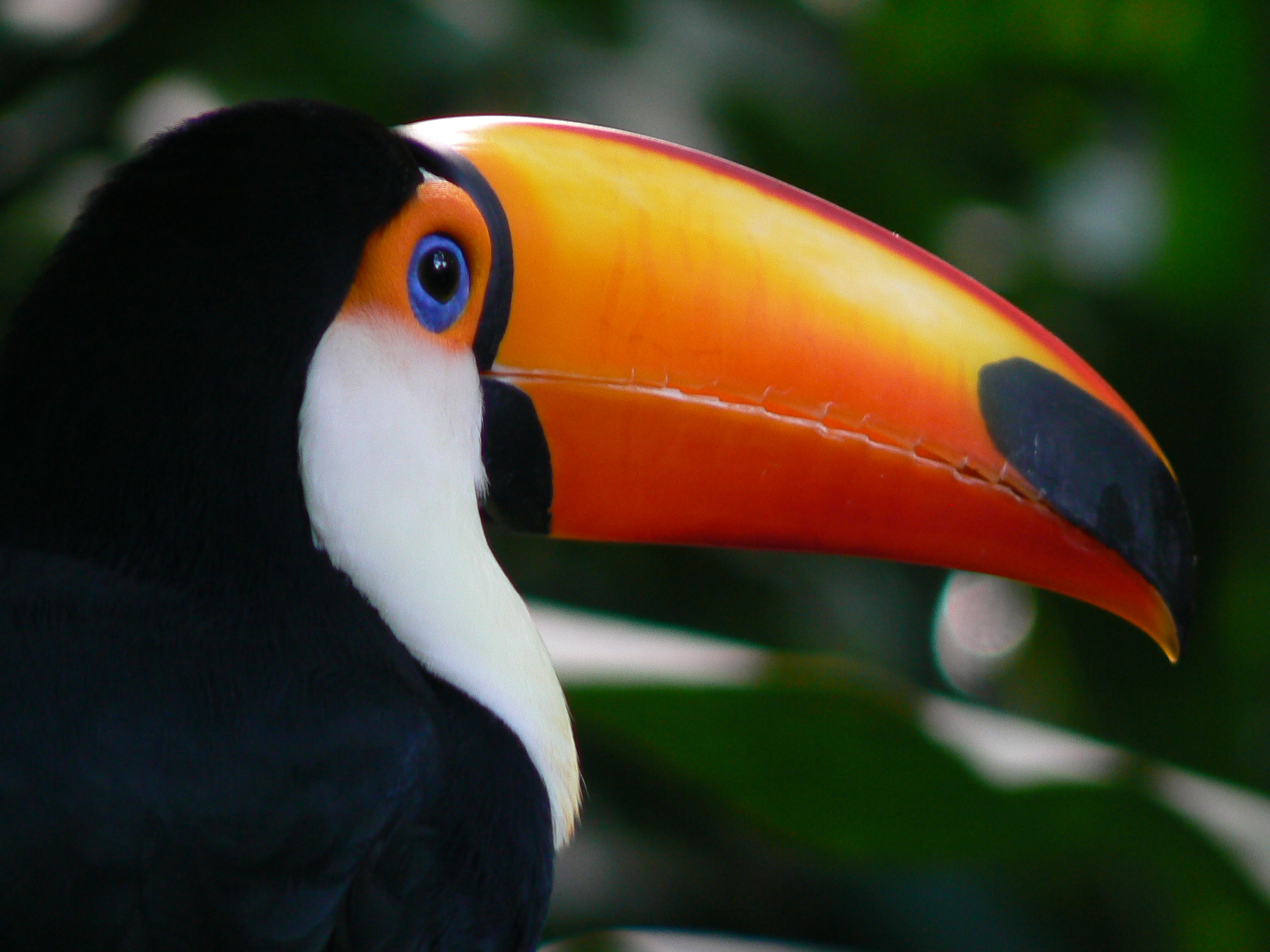 Toucan, Toco Toucan wallpapers, Animal HQ pictures, 4K resolution, 2310x1730 HD Desktop