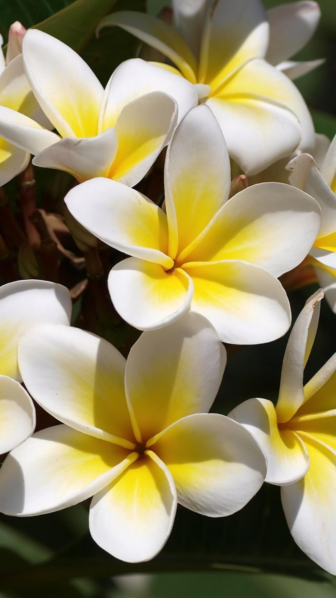 Frangipani Flower: These flowers are comprised of 5 petals that are arranged in a slightly spiralling pattern. 1080x1920 Full HD Wallpaper.
