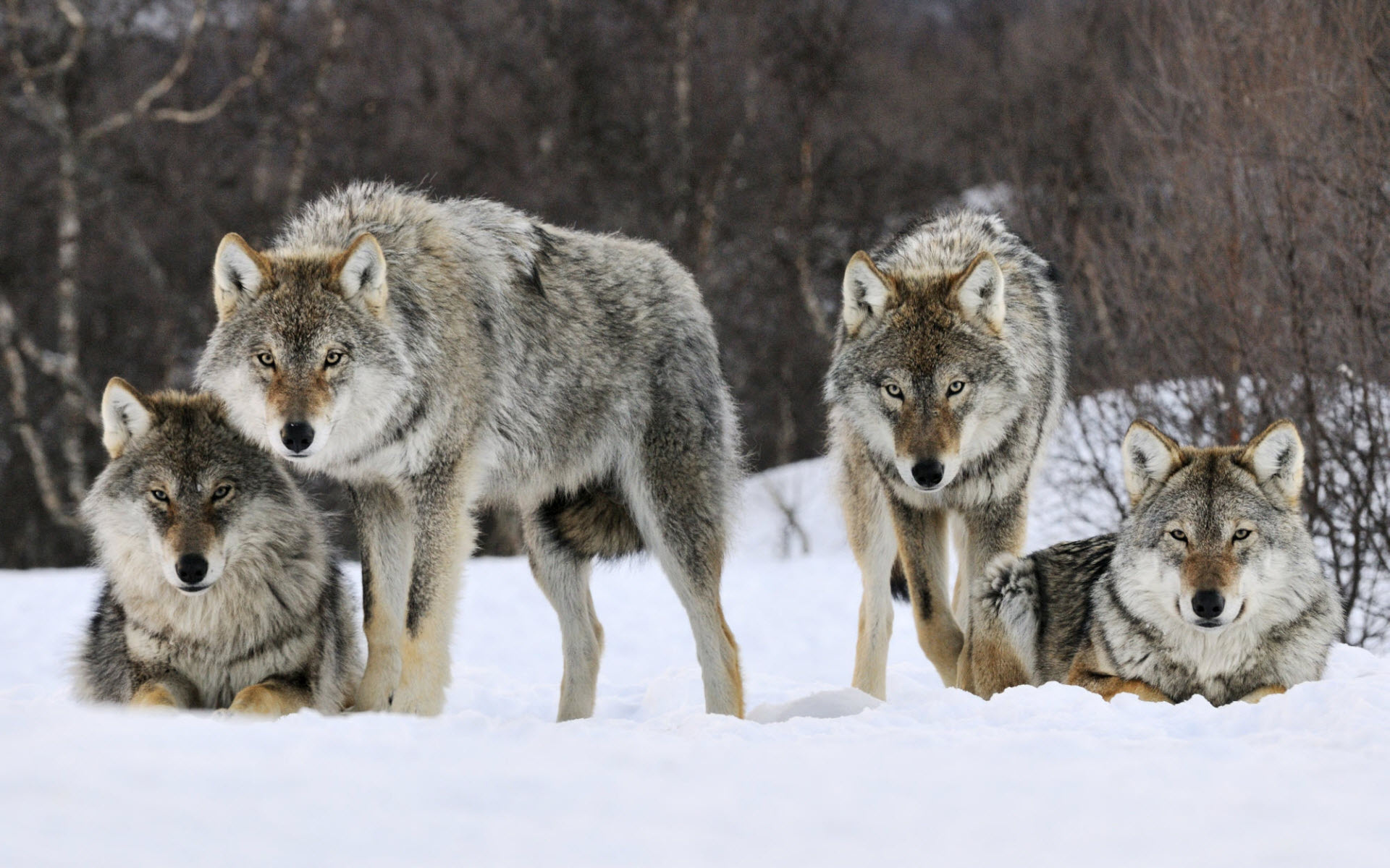 Gray Wolf: Wolf packs, A family group consisting of an adult pair and their offspring, Alpha male and alpha female. 1920x1200 HD Background.