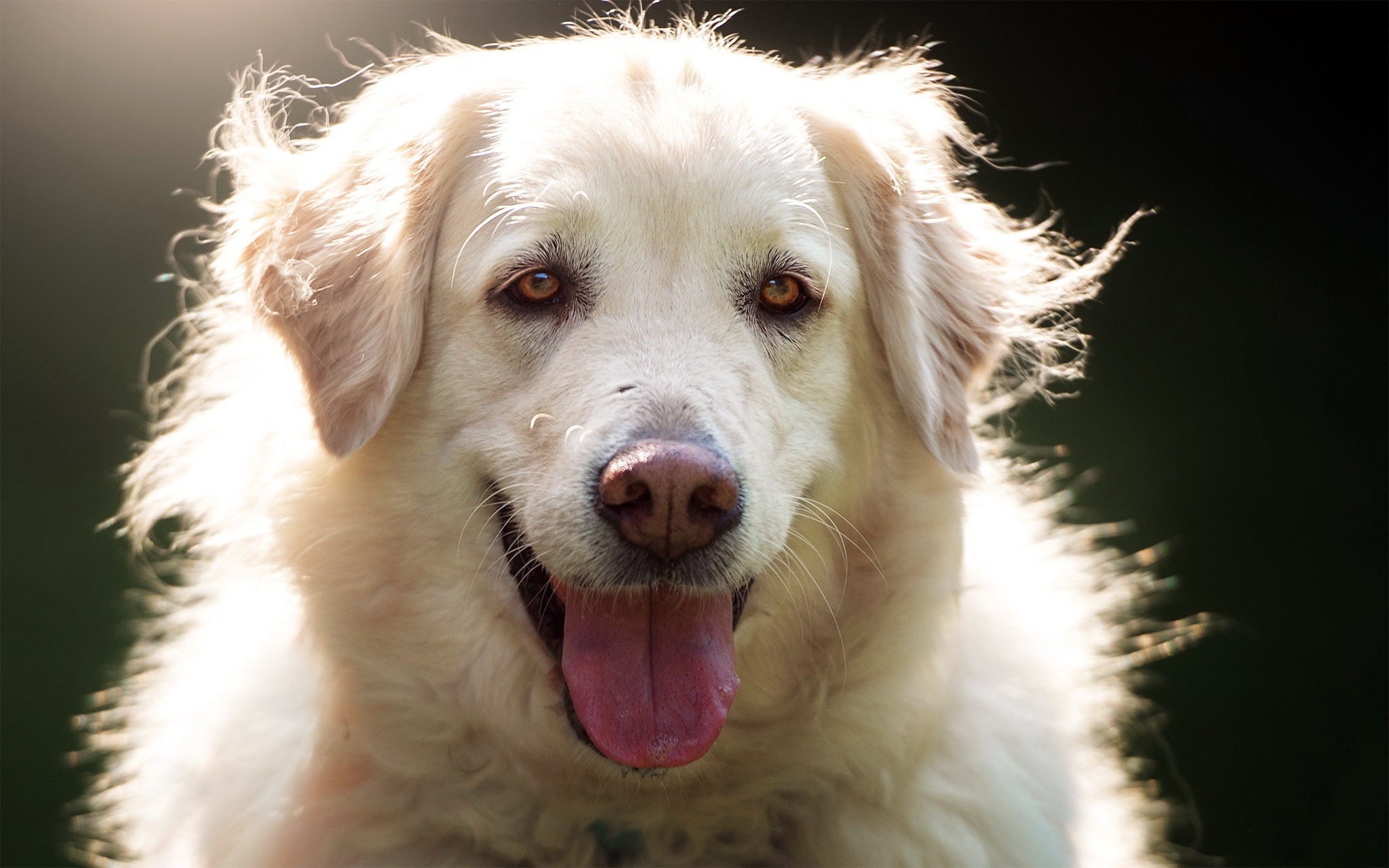 Akbash Dog, Dog wallpaper, HD wallpaper, Canine companion, 2050x1280 HD Desktop