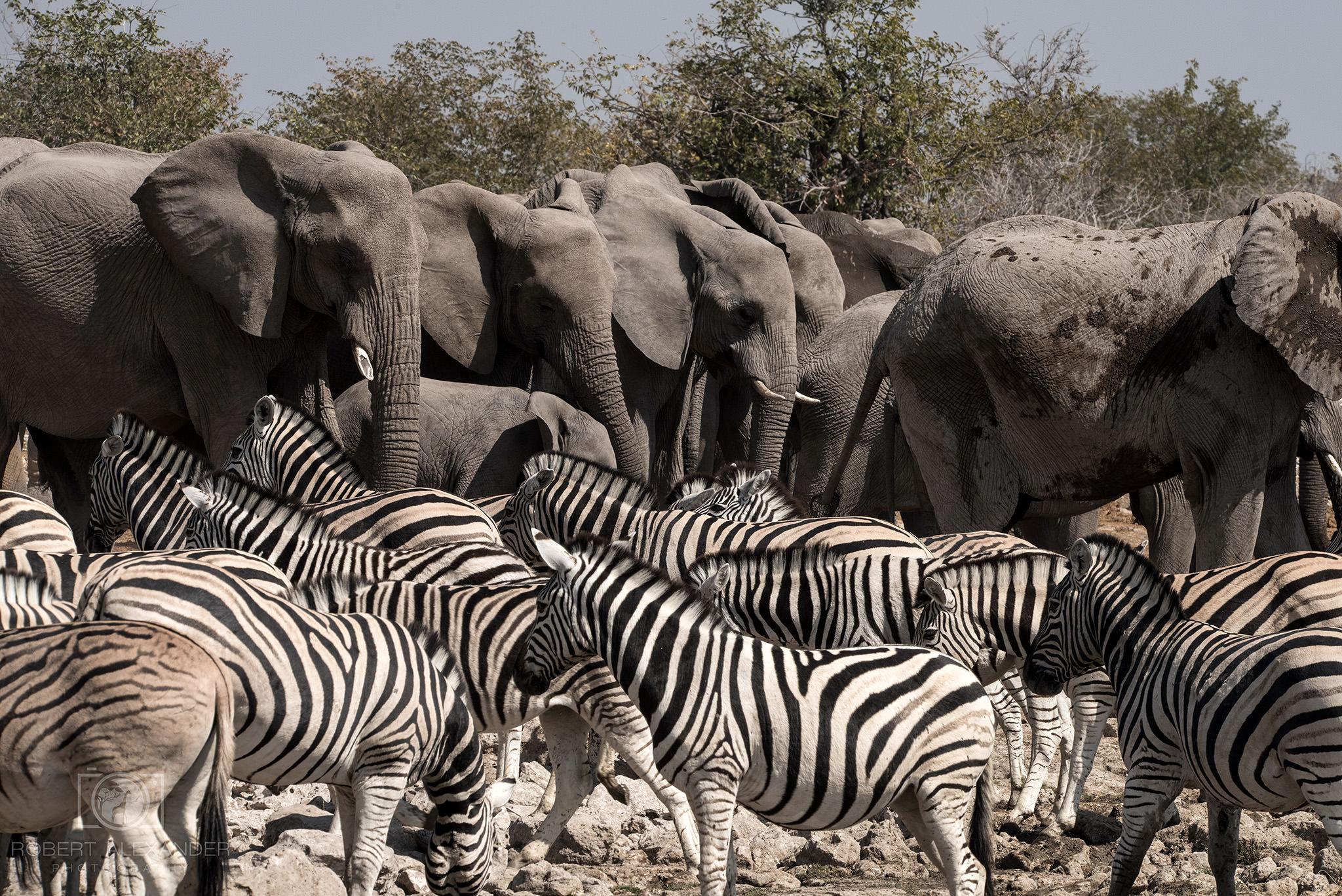 Etosha National Park, Best photo spots, Travels, 2050x1370 HD Desktop