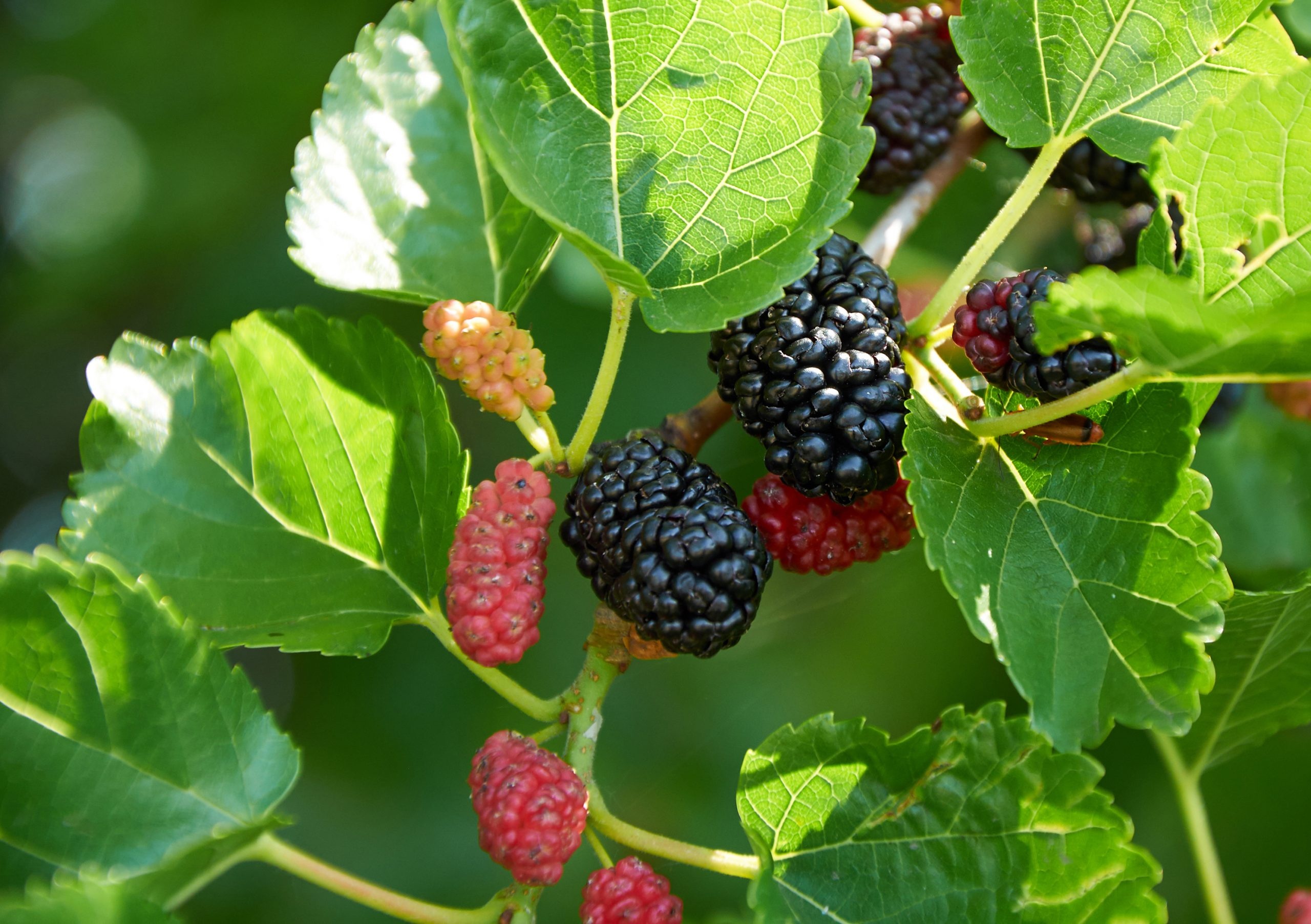 Everbearing mulberry tree, Continuous harvest, Abundant yield, Fruitful tree, 2560x1810 HD Desktop