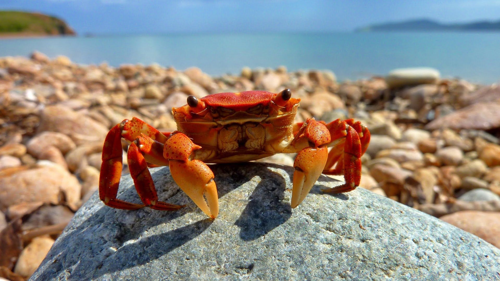 Crab: A subphylum of the arthropods, Invertebrates. 1920x1080 Full HD Background.