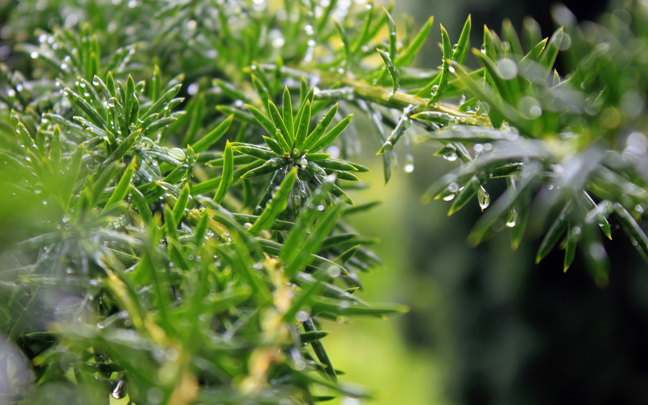 Branch green dew, Flora drops, Botany land plant, Rosemary goodfon, 2560x1600 HD Desktop