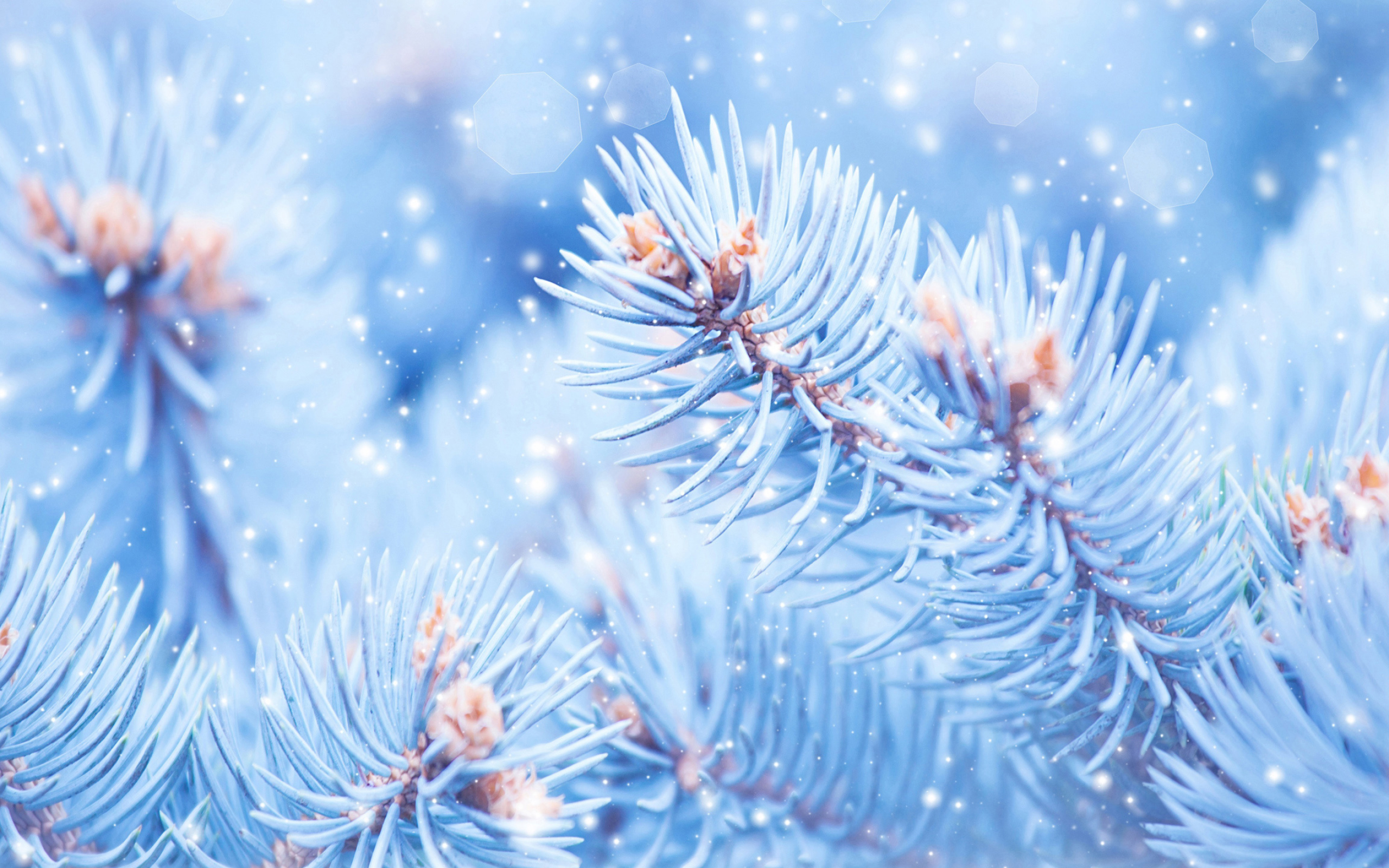 Winter desktop wallpapers, 4K Ultra HD, Snow-covered scenery, Frosty landscapes, 2560x1600 HD Desktop
