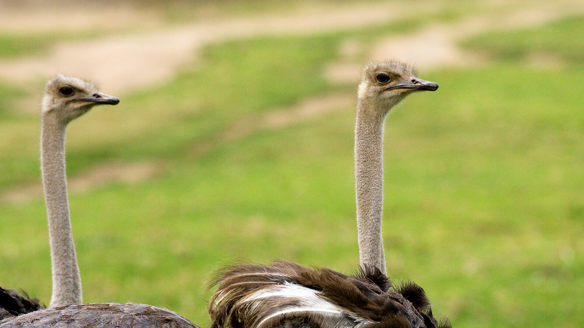 Ostrich wallpapers, Animal hq ostriches, Feathered giants, Wildlife photography, 1920x1080 Full HD Desktop