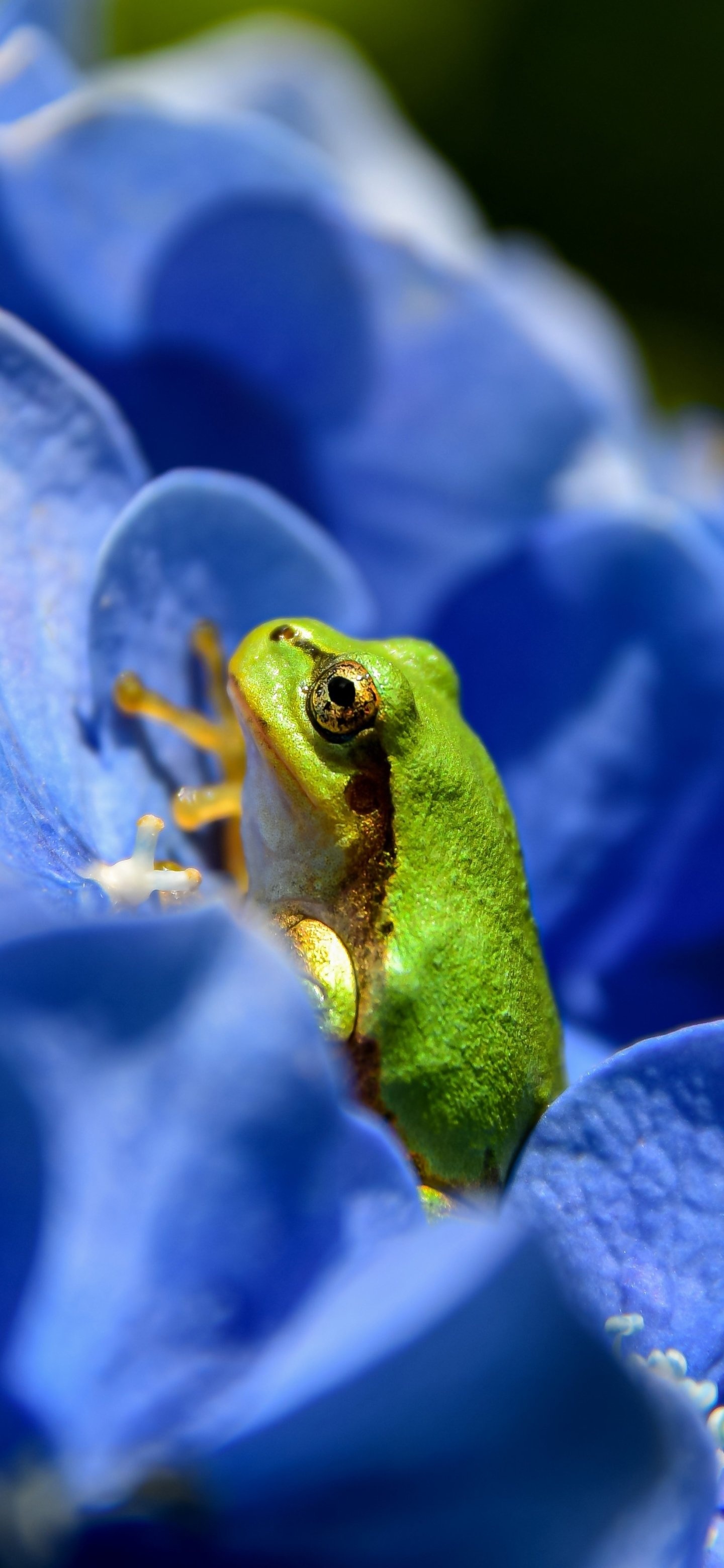Frog, Nature's wonders, Unique species, Croaking beauty, 1440x3120 HD Phone