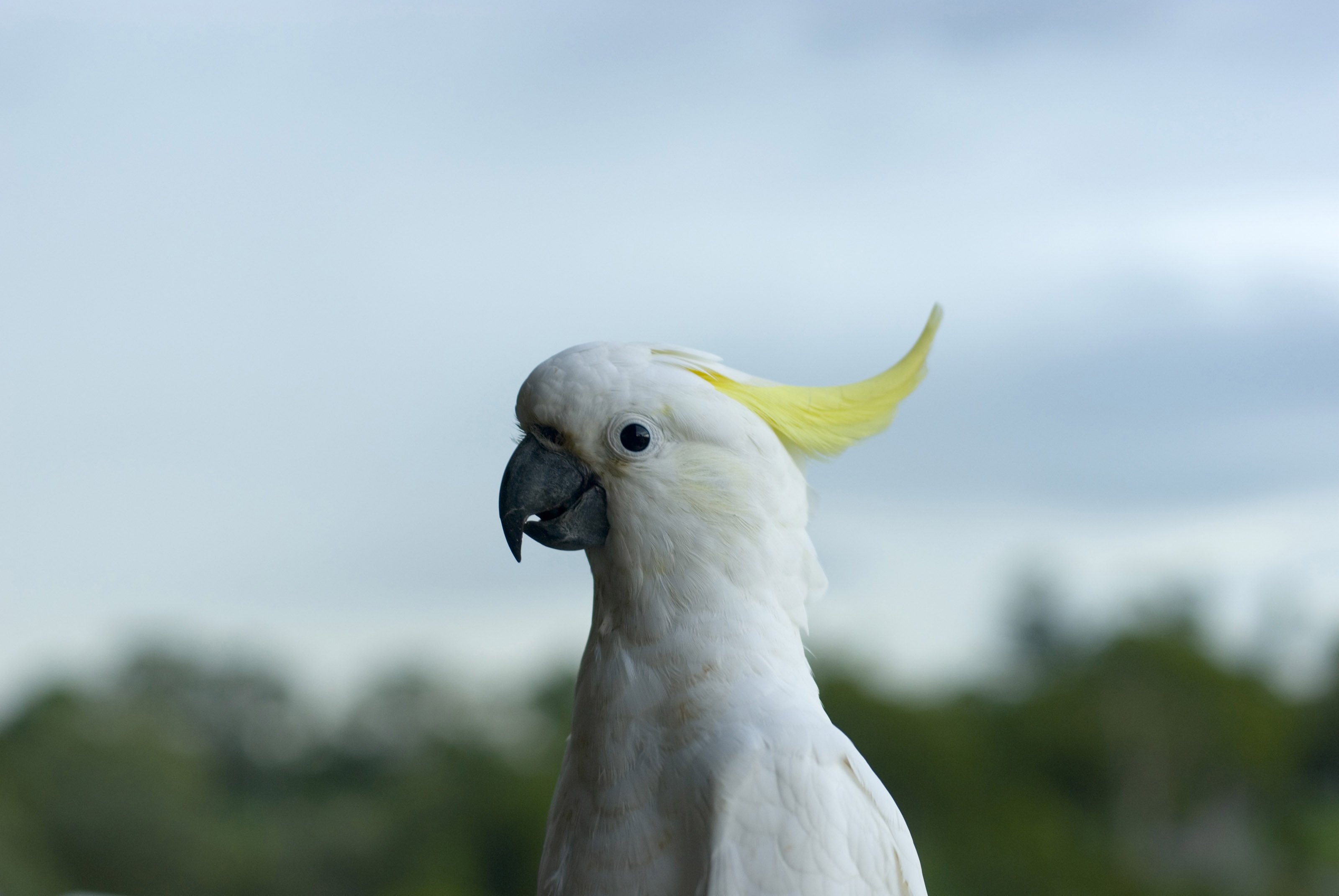 Cockatoo: Wildlife of the White Tropical Bird, Parrot from Cacatuidae Family. 3200x2150 HD Background.