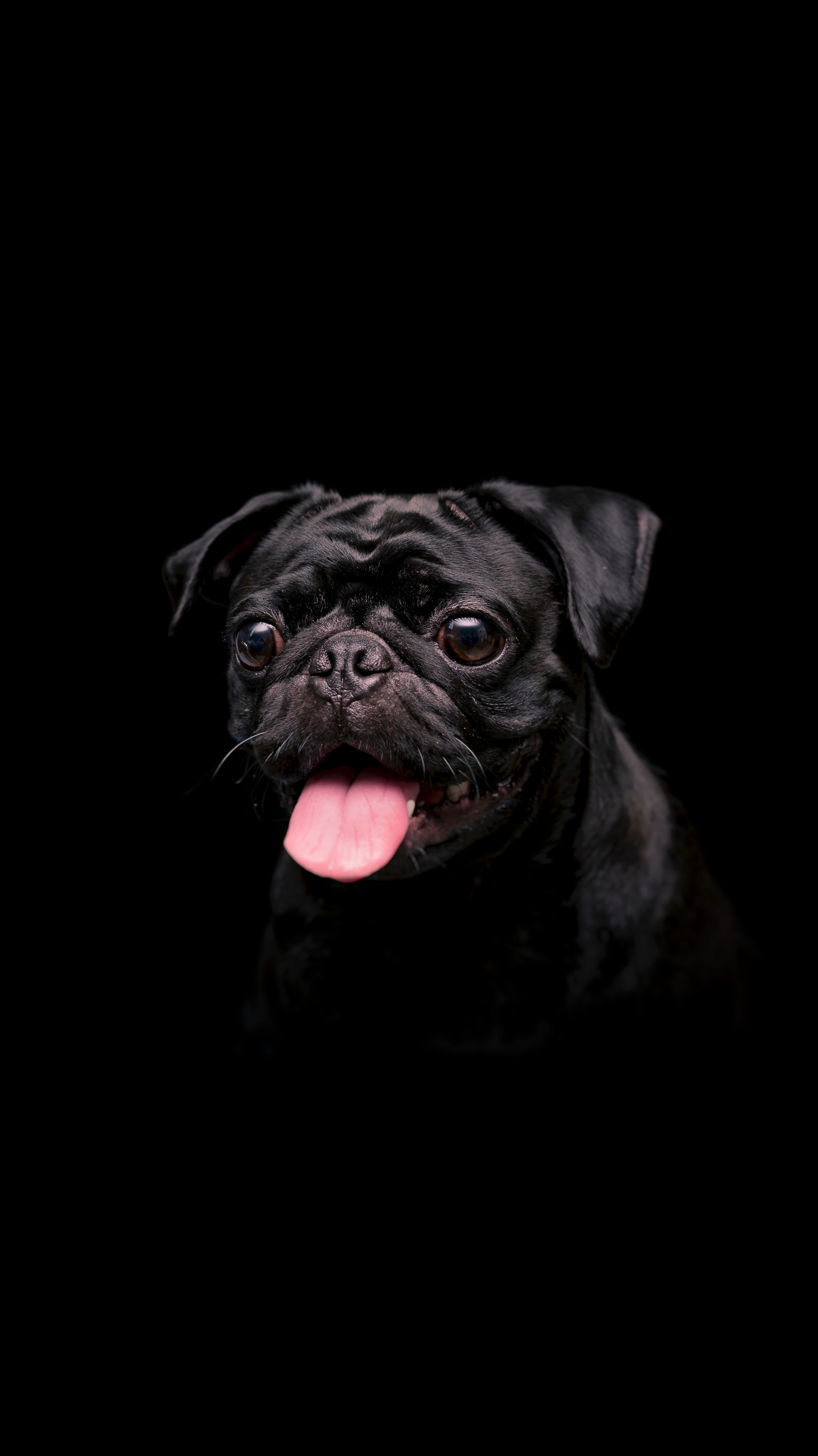 Black cute dog, Animal, Sony Xperia Z5, Premium, 2160x3840 4K Handy
