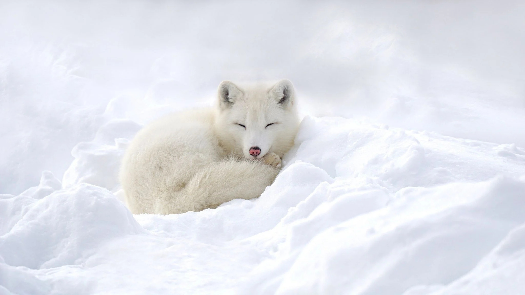 Baby white fox, Adorable wallpapers, Tiny cuteness, Innocent stare, 2050x1160 HD Desktop