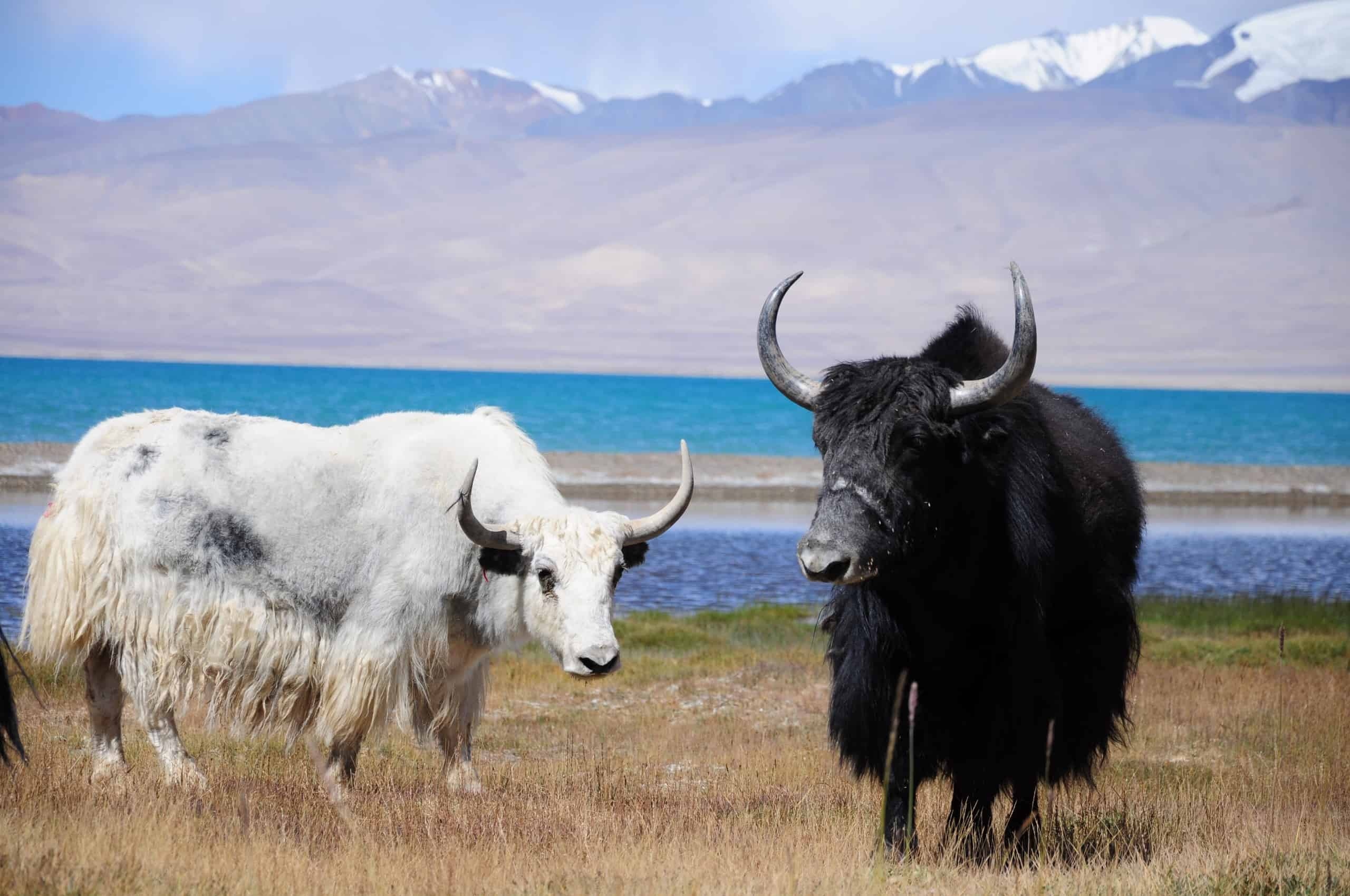 Yak pictures, Animal photography, Professional shots, Captivating images, 2560x1700 HD Desktop