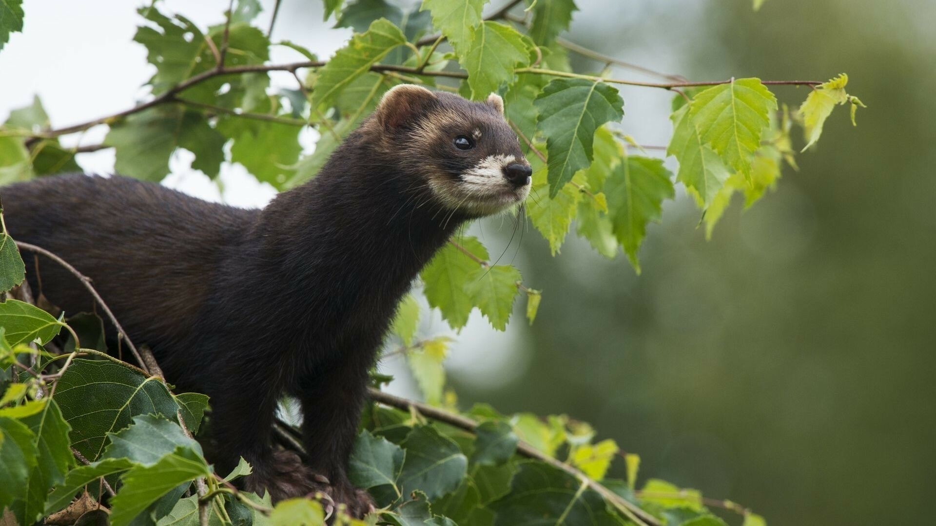 Ferret: The carnivore family of the Mustelidae, Weasel. 1920x1080 Full HD Background.