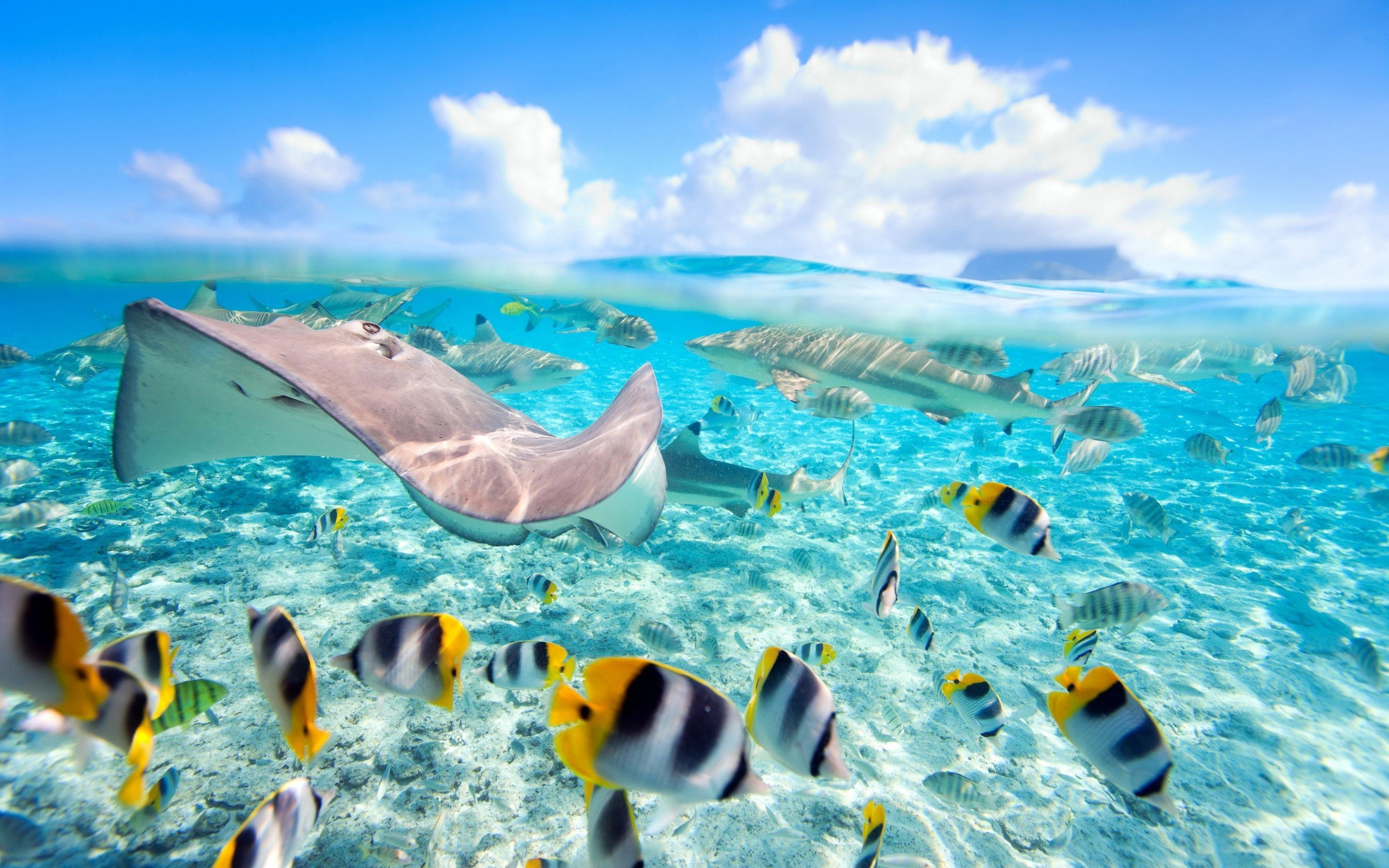 Captivating fish wallpapers, Desktop backgrounds, Tropical fish art, Underwater ambiance, 2880x1800 HD Desktop
