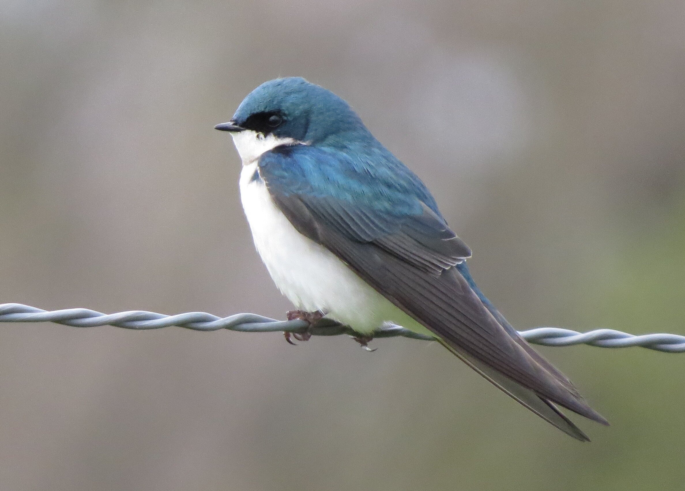Swallow, Birds of Sacramento, Avian diversity, Bird conservation, 2380x1710 HD Desktop