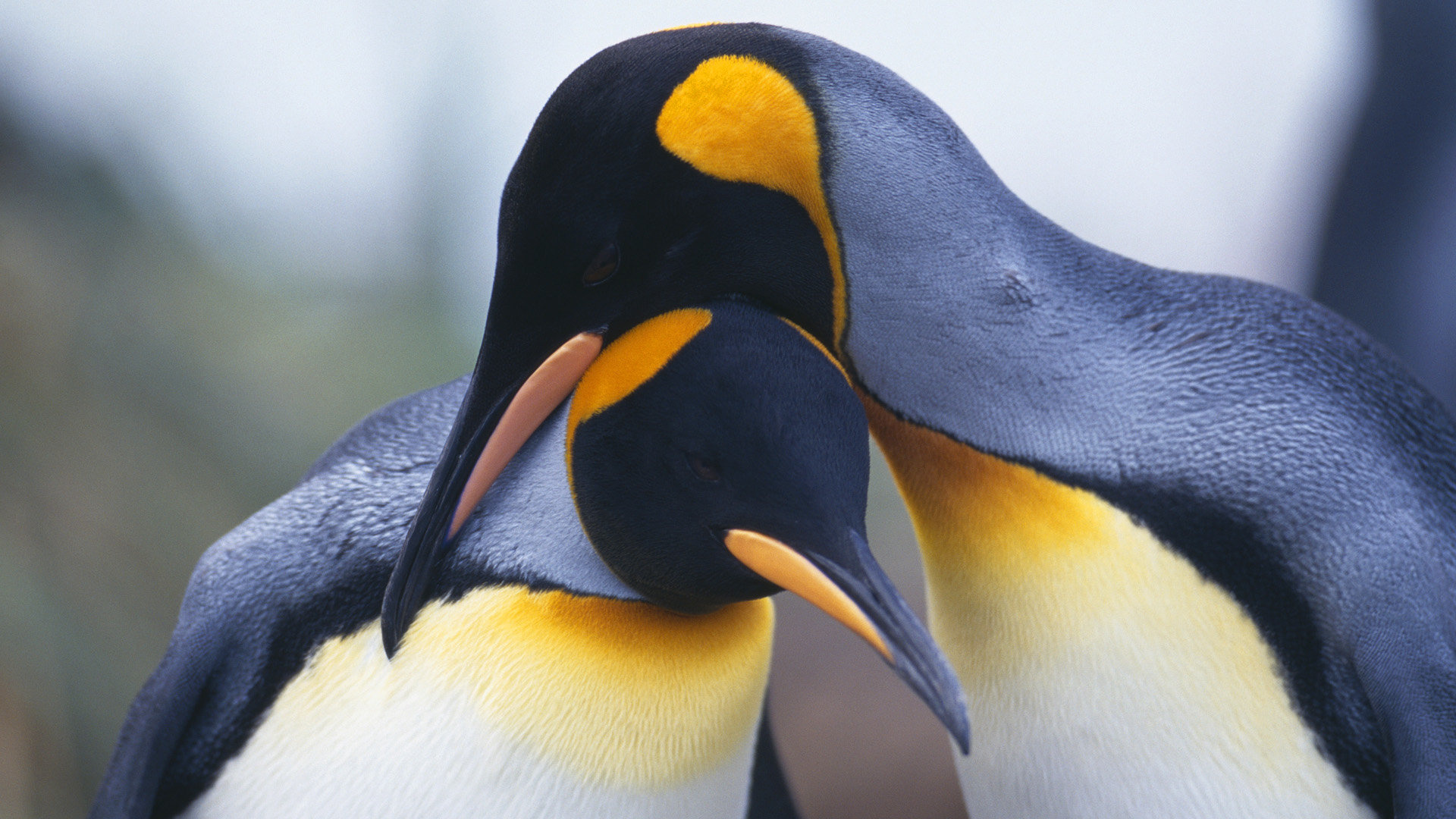 Free Emperor penguin wallpaper, Desktop beauty, Arctic wildlife love, Awe-inspiring HD, 1920x1080 Full HD Desktop
