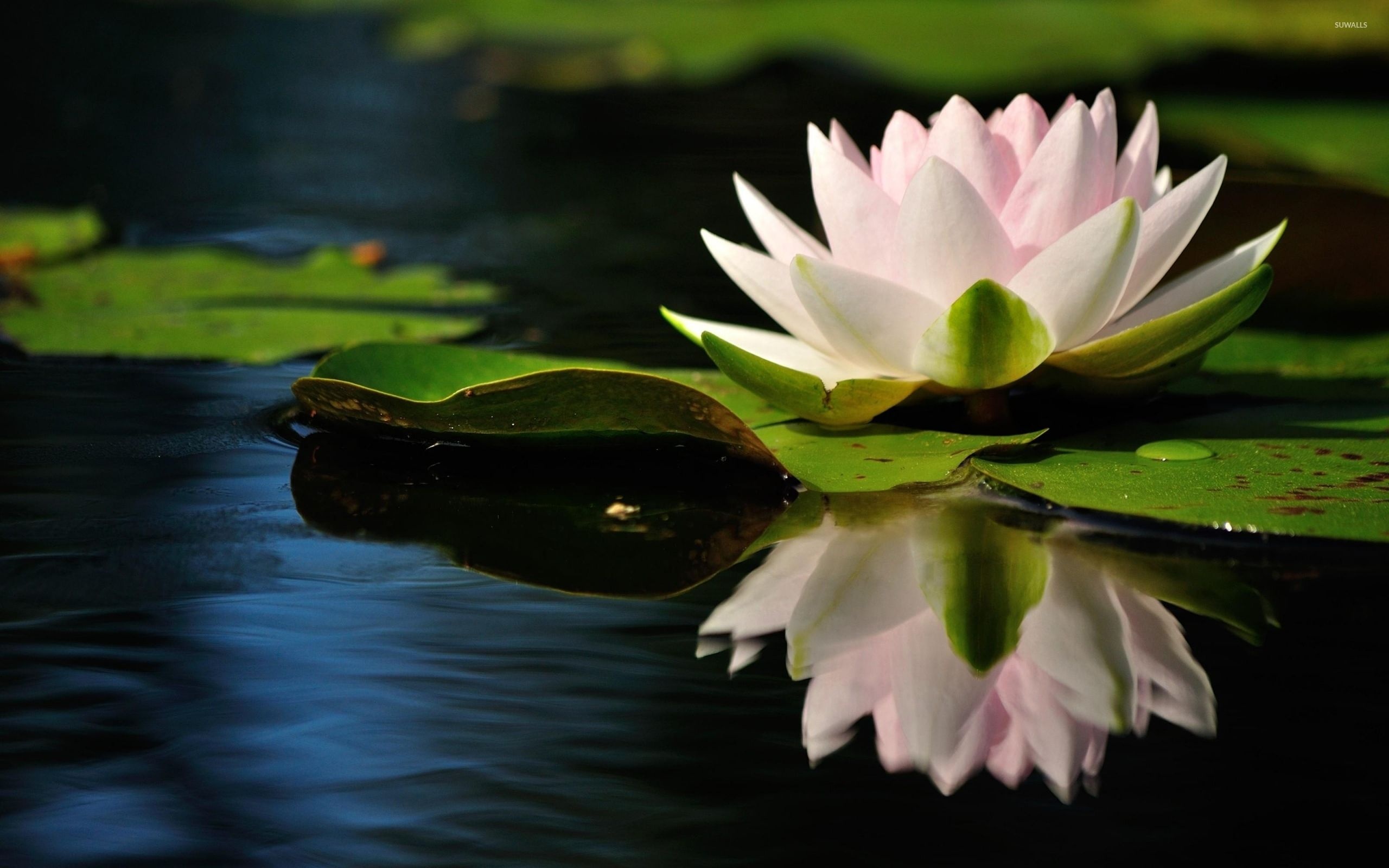 Nature, water lily, Lily Pad, backgrounds, 2560x1600 HD Desktop