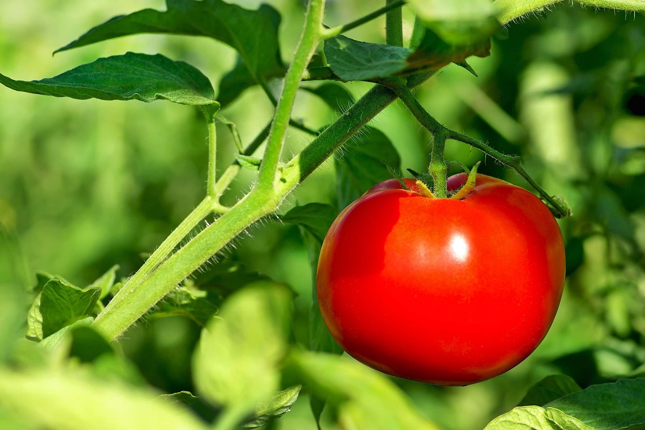 Tomato poisoning, Symptoms in dogs, Diagnosis and treatment, Management cost, 2100x1400 HD Desktop