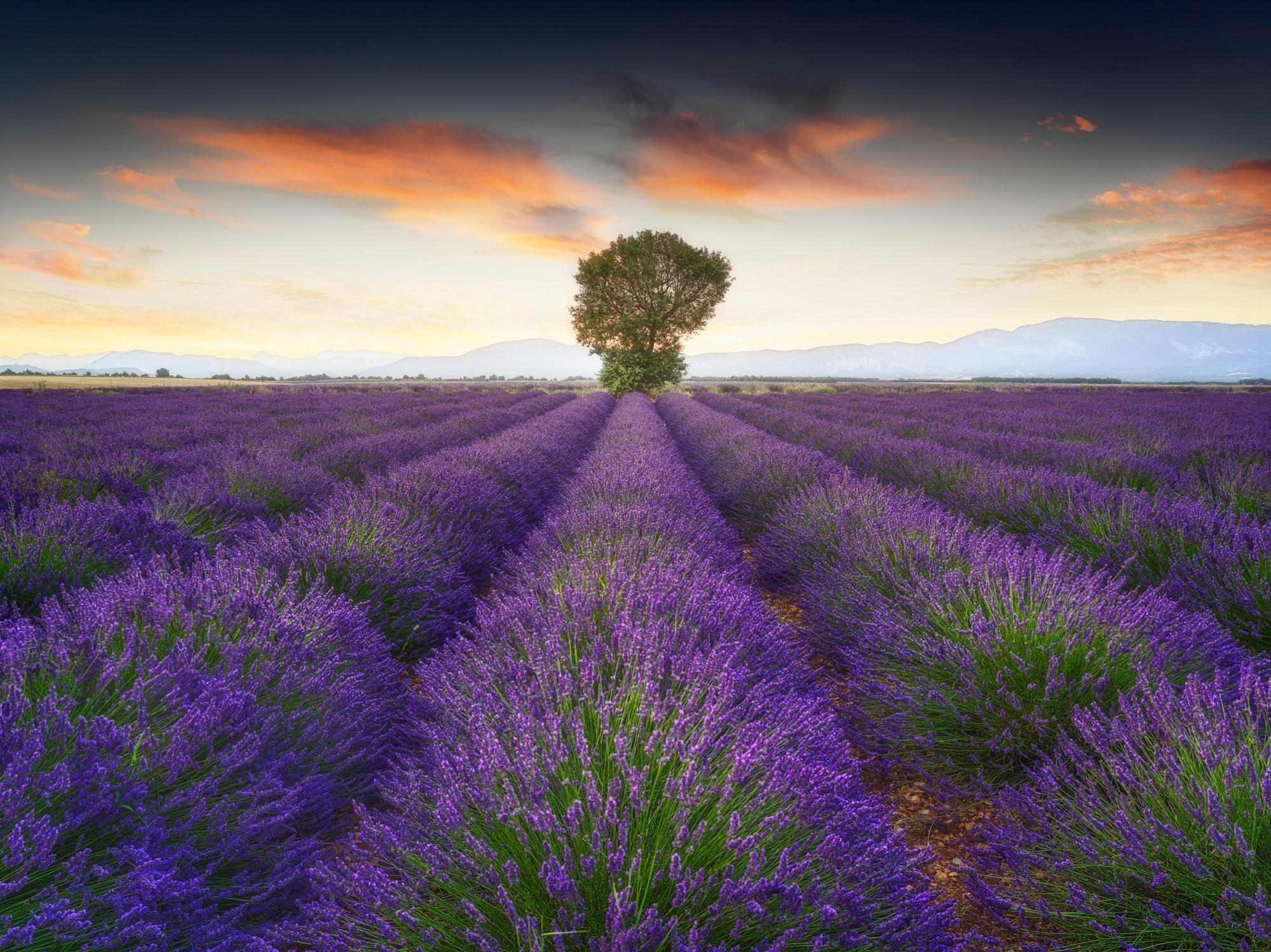 Lavender HD, Wallpaper background, Natural beauty, 2000x1500 HD Desktop