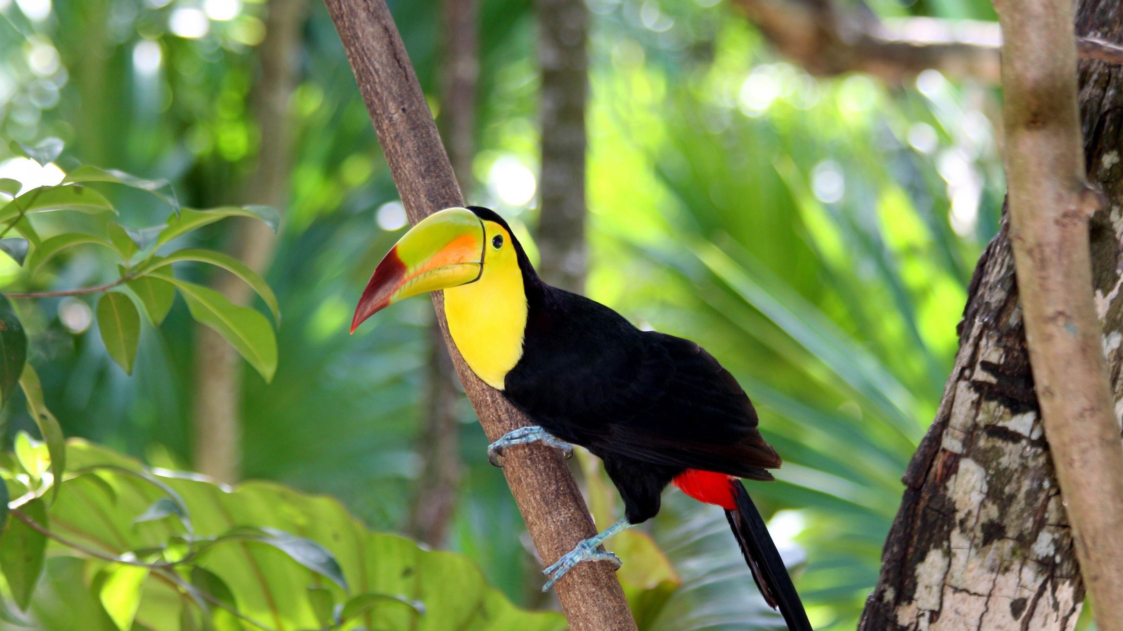 HD toucan wallpapers, Colourful bird, Eye-catching image, Desktop showcase, 3840x2160 4K Desktop