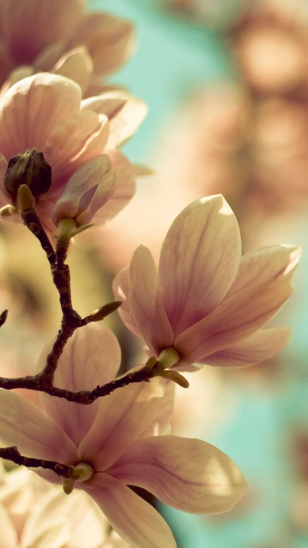 Magnolia wallpaper, Awesome free wallpapers, HD quality, Stunning floral, 1080x1920 Full HD Handy