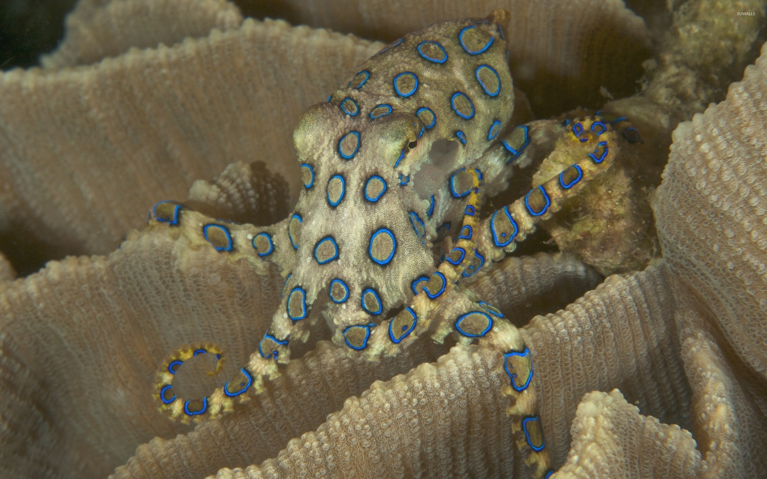 Blue ringed wonder, Underwater camouflage, Enigmatic cephalopod, Oceanic wallpaper, 2560x1600 HD Desktop