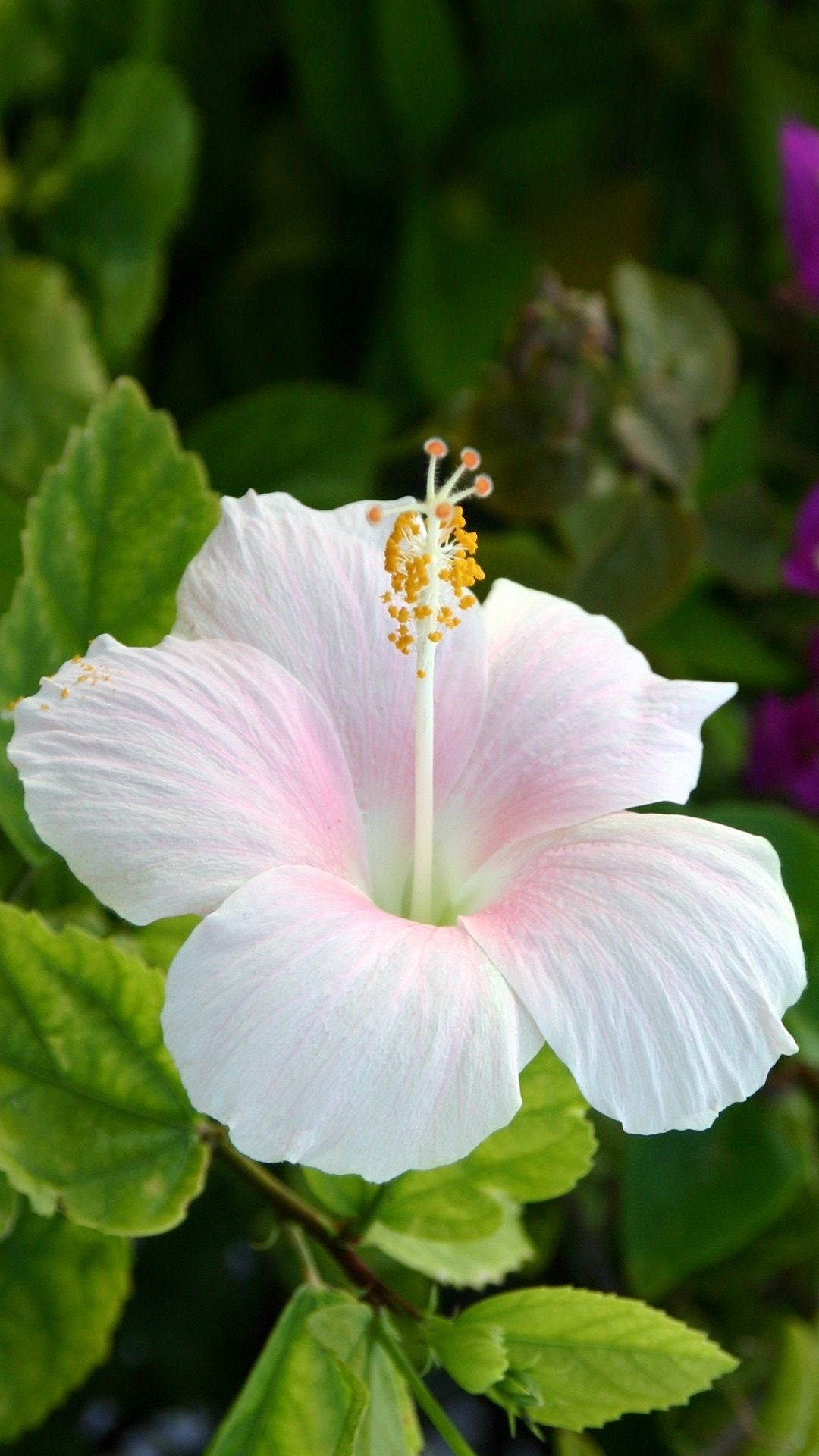 Hibiscus flower, Blooming flowers, Nature's beauty, Free download, 1080x1920 Full HD Handy