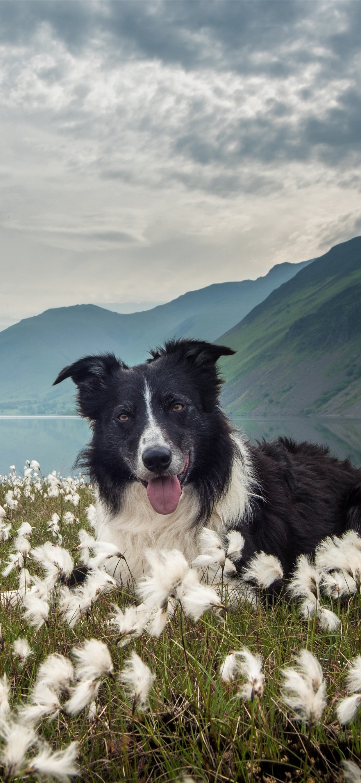 iPhone wallpapers, Collie cuteness, Border Collie love, Adorable screensaver, 1250x2690 HD Phone