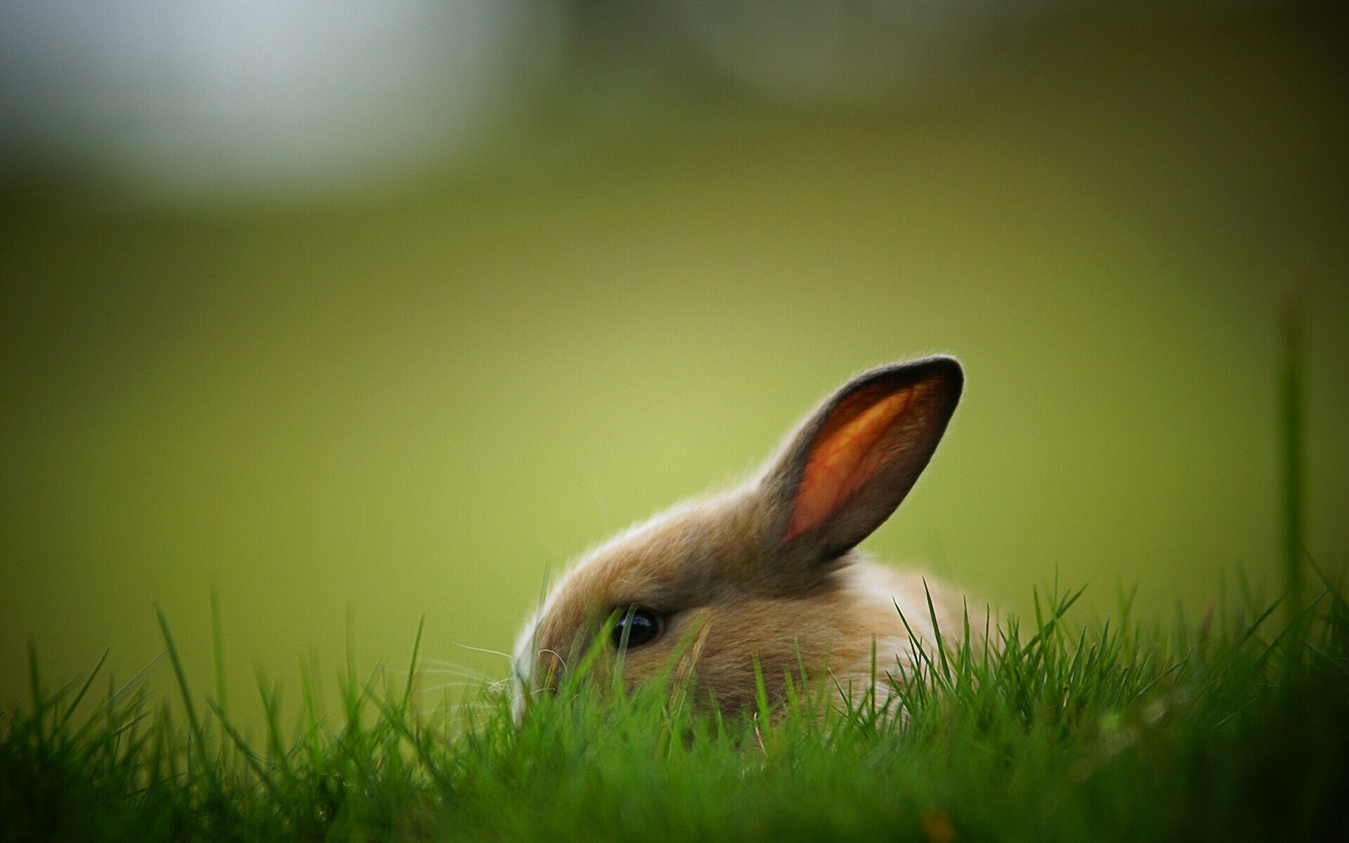 Rabbit: Small, furry mammals, Prey to a variety of animals, including foxes, hawks, and humans. 1920x1200 HD Background.