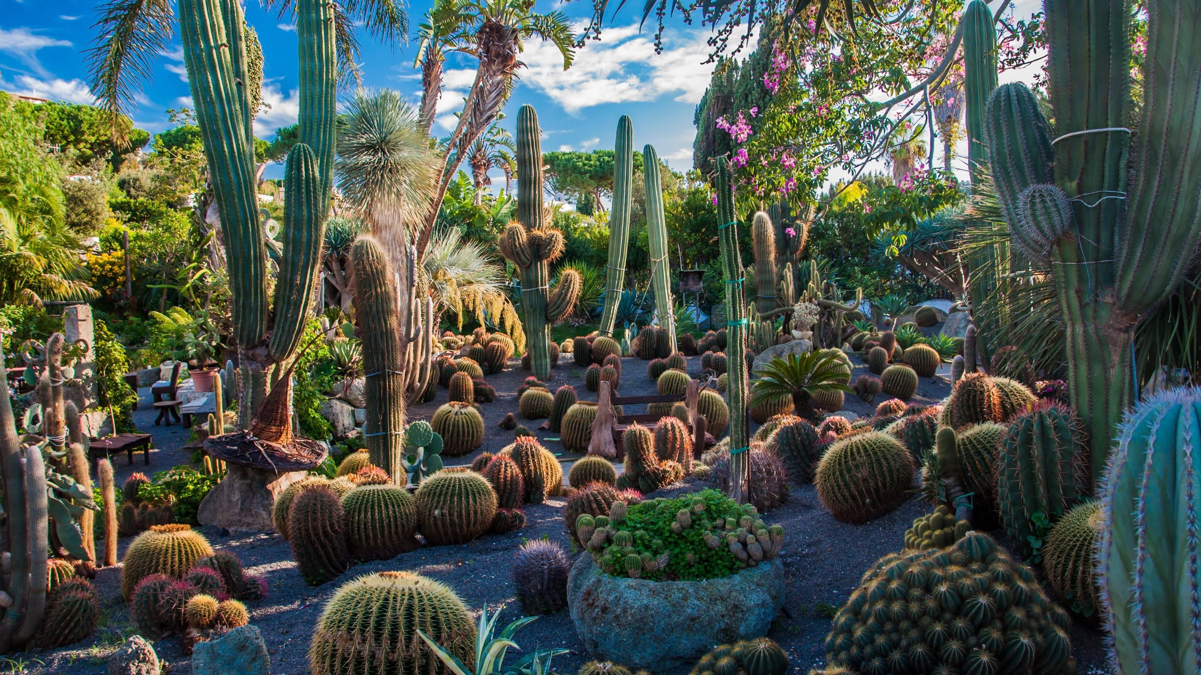 Cactus Plant, Flora, Botanical Garden, Desktop, 3840x2160 4K Desktop