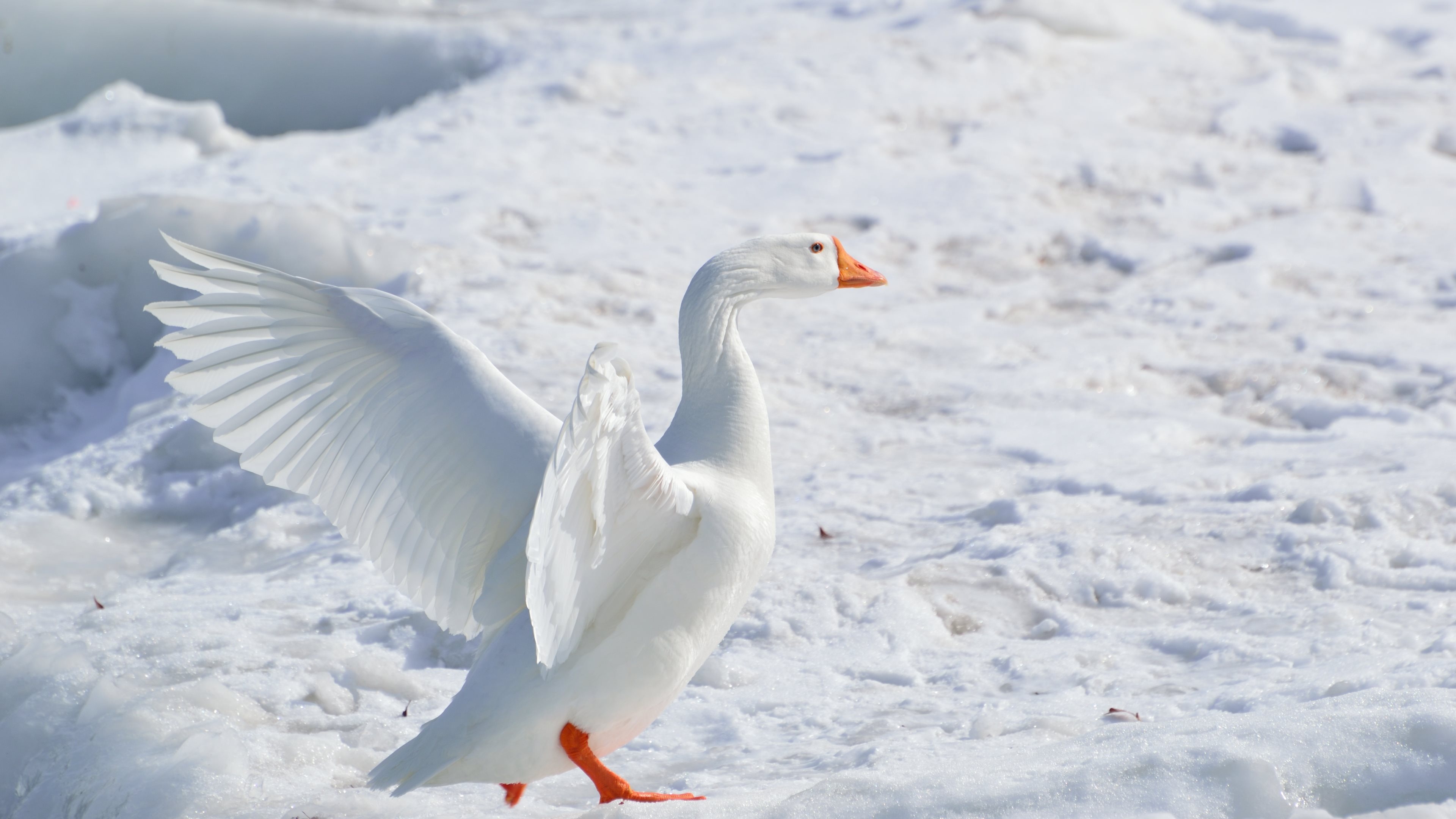 Snow goose, Canadian beauty, White bird, Desktop wallpaper, 3840x2160 4K Desktop